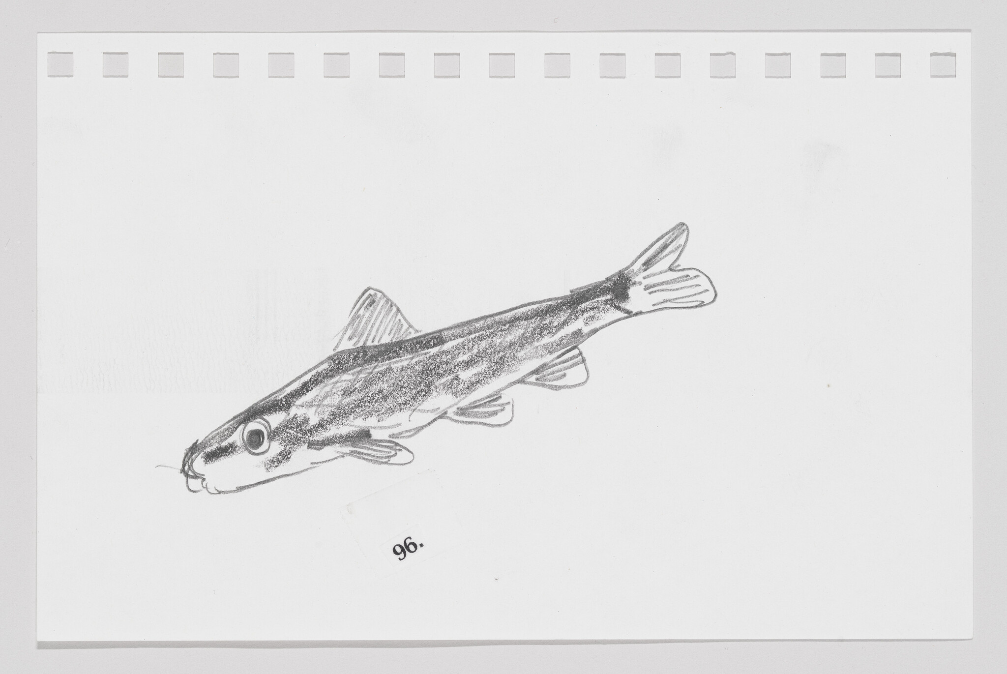 Pencil sketch of a fish on a piece of paper with binder holes on top.