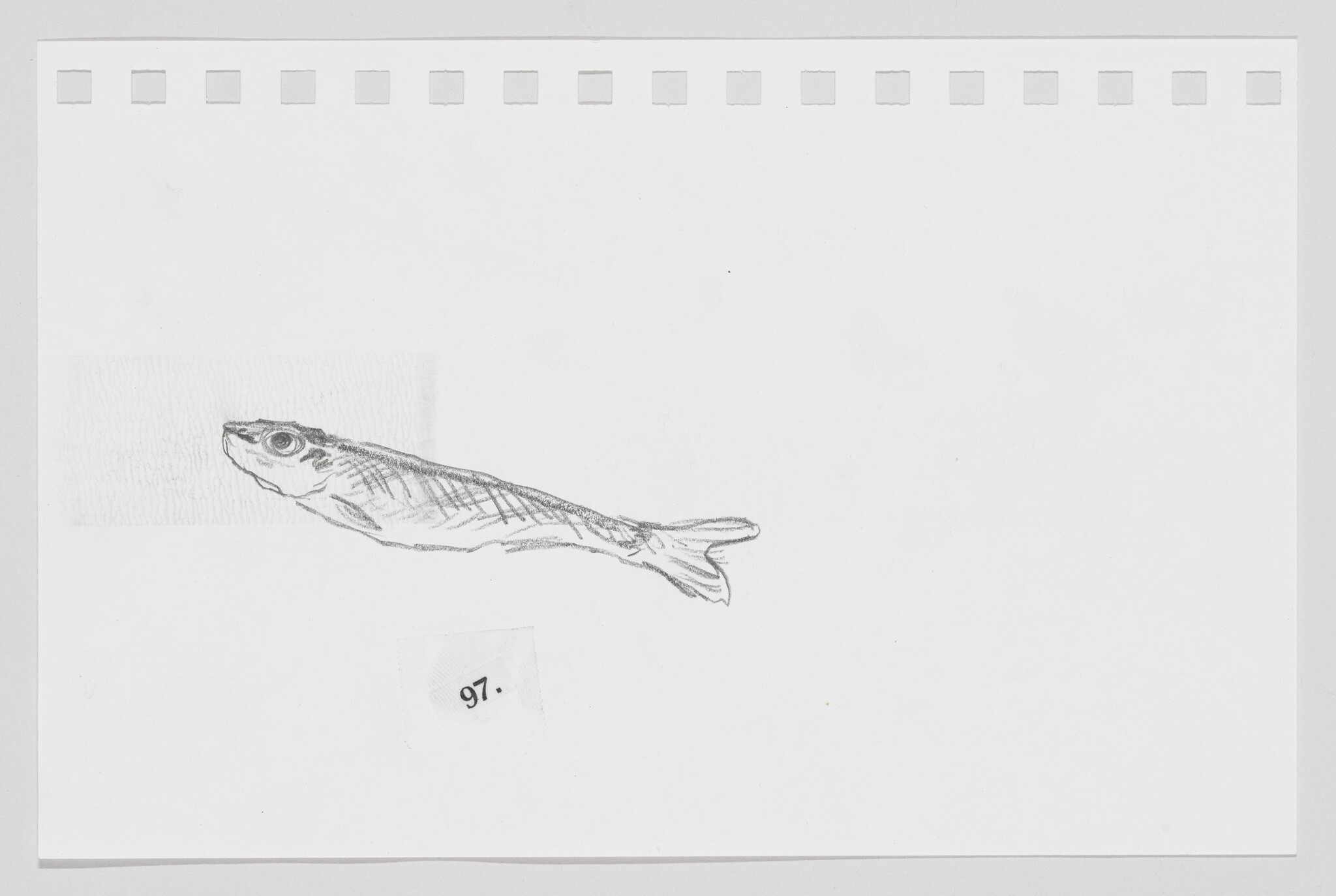 Pencil sketch of a fish on a piece of paper with perforated edges, labeled '97.'