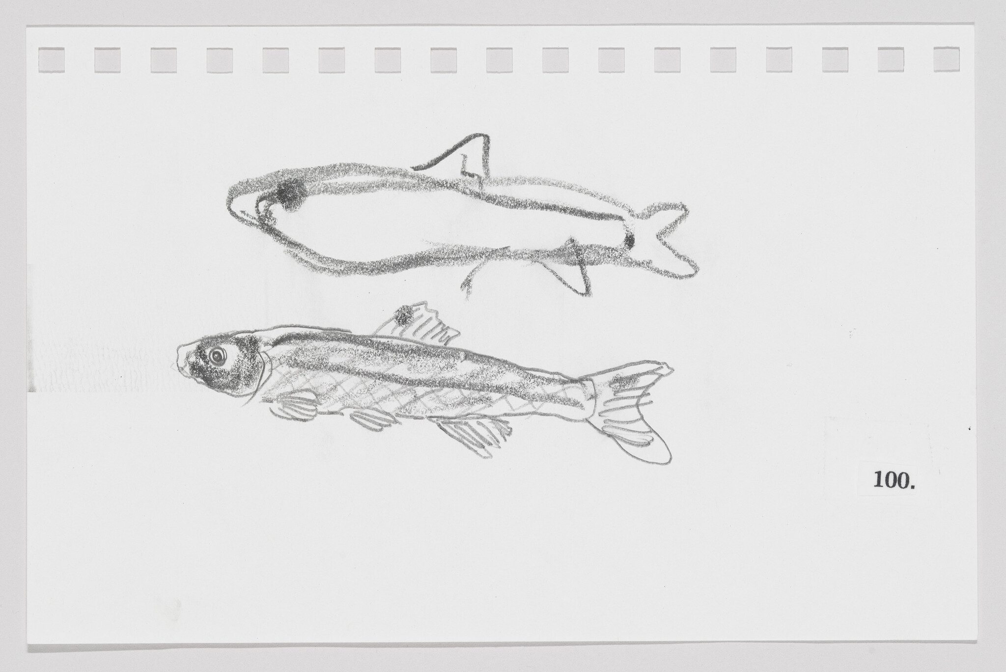 Sketch of two fish on a piece of paper with perforated edges, one above the other, with the number 100 at the bottom right.