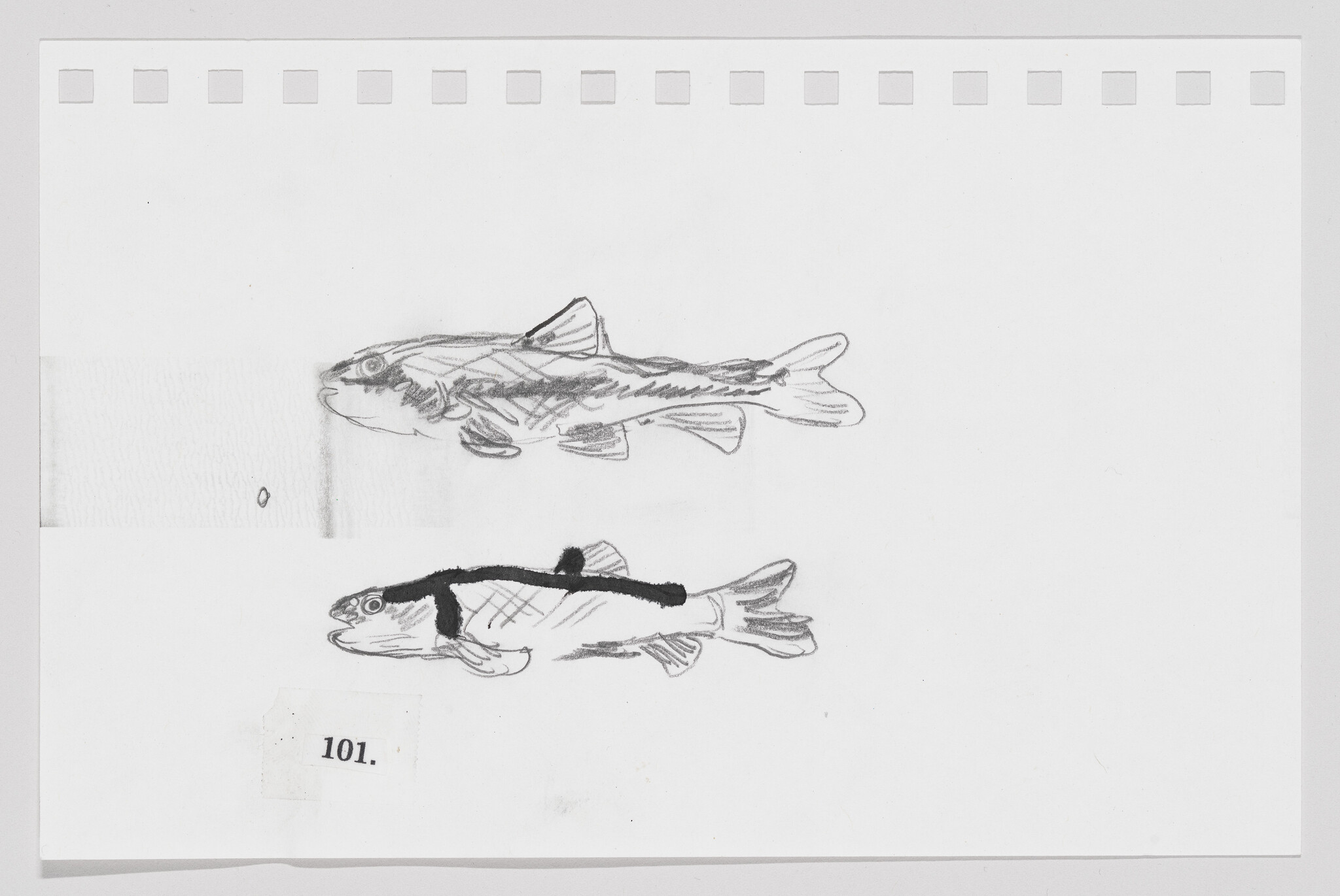 Sketch of two fish on paper, one shaded lightly and the other with bold black markings.