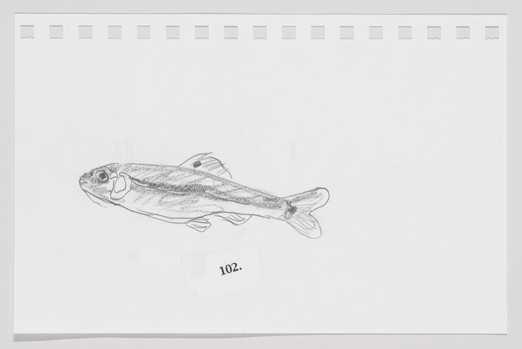 Pencil sketch of a fish on a piece of paper with perforated edges, numbered 102.