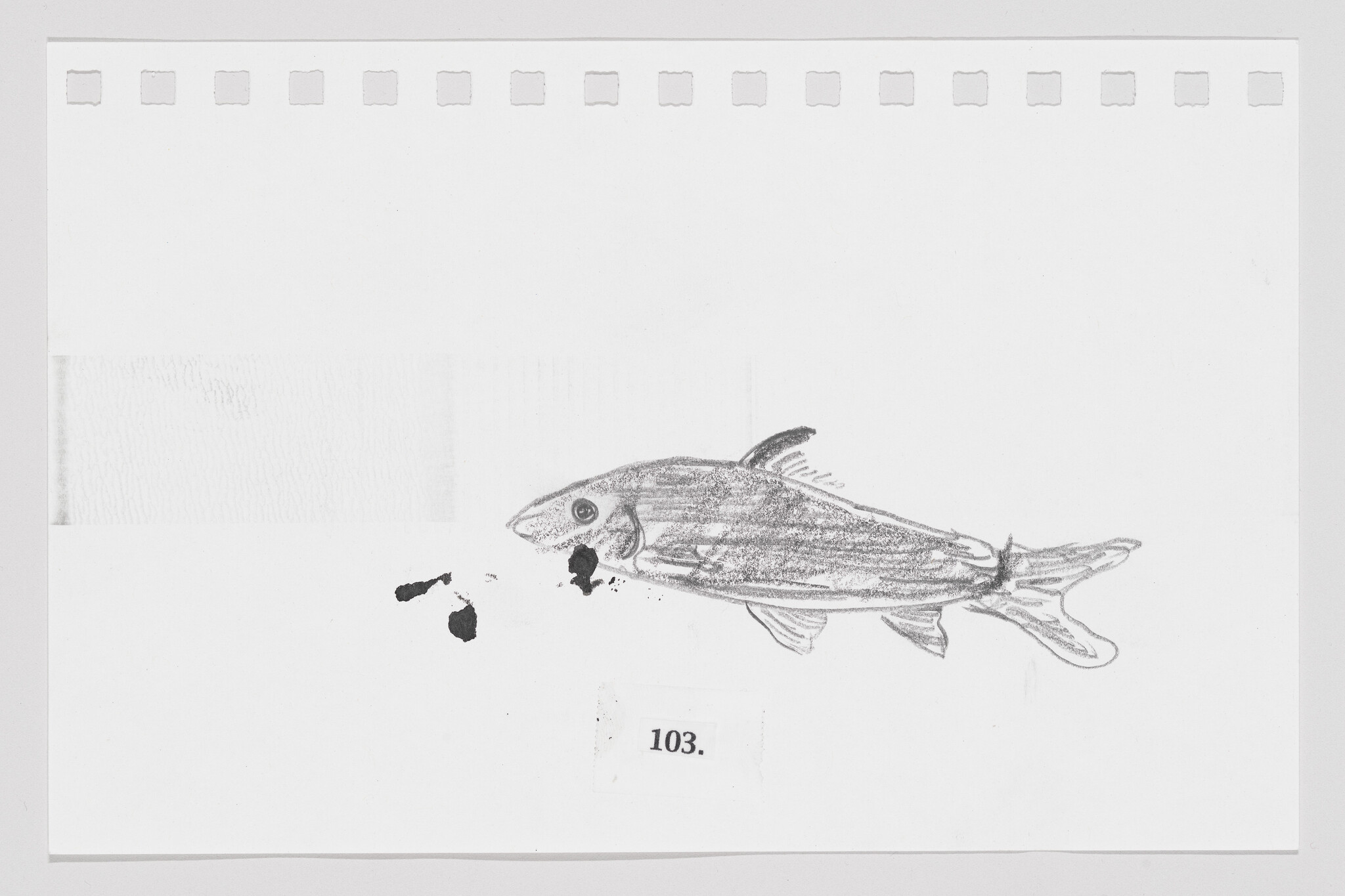 Sketch of a fish on a white background with perforations on top, labeled "103."
