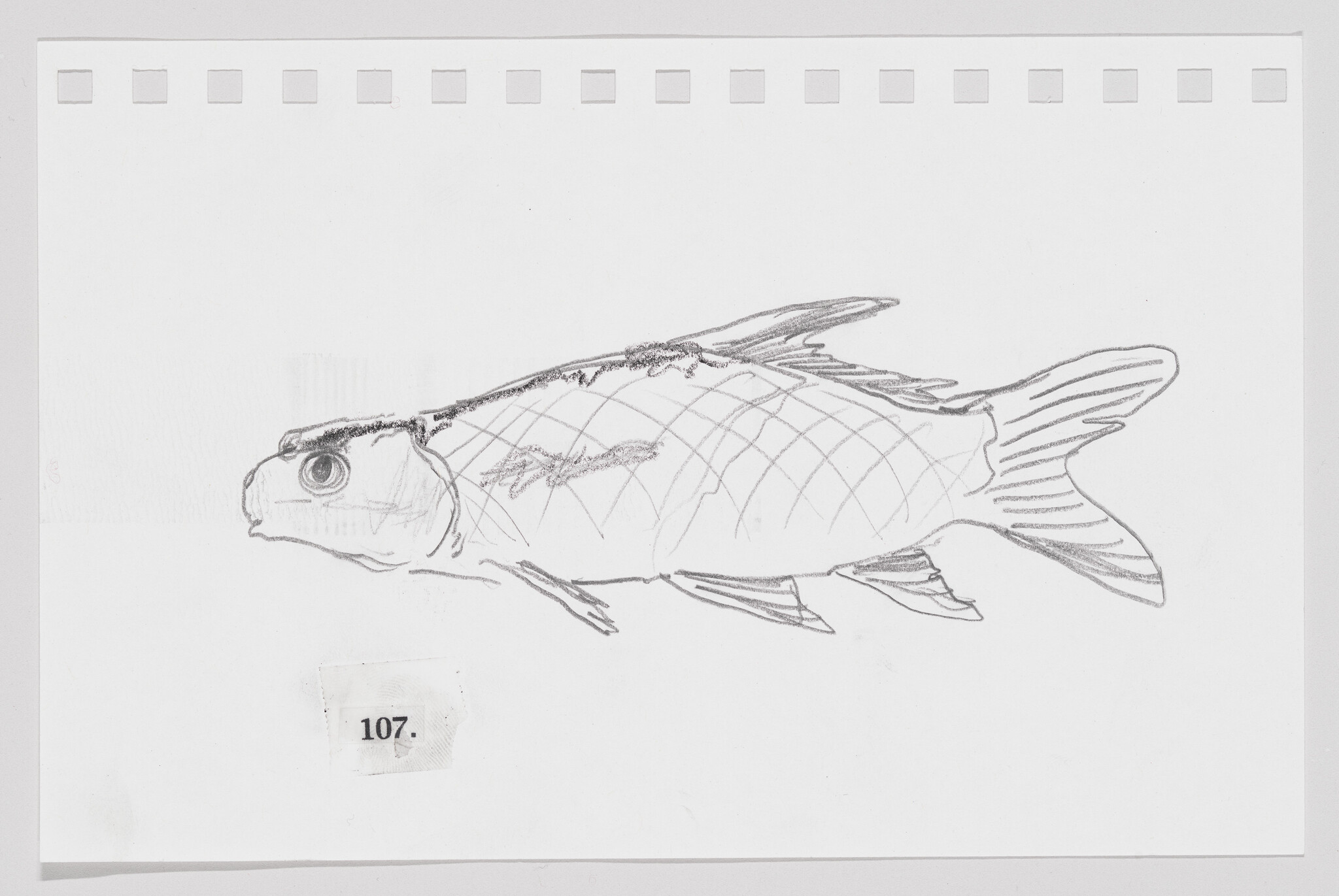 Sketch of a fish on a piece of paper with perforated edges, labeled with the number 107.