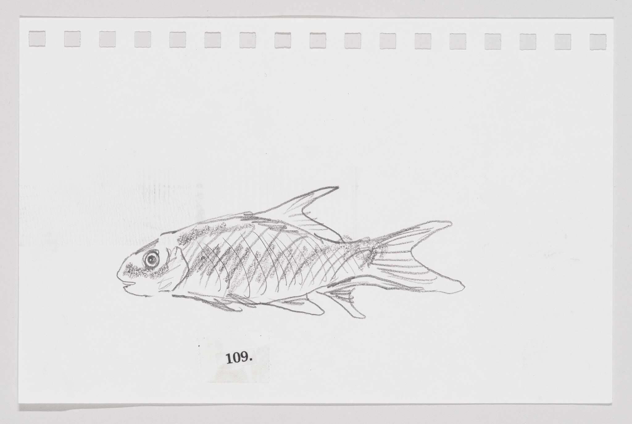 Sketch of a fish on a piece of paper with perforated edges, labeled with the number 109.