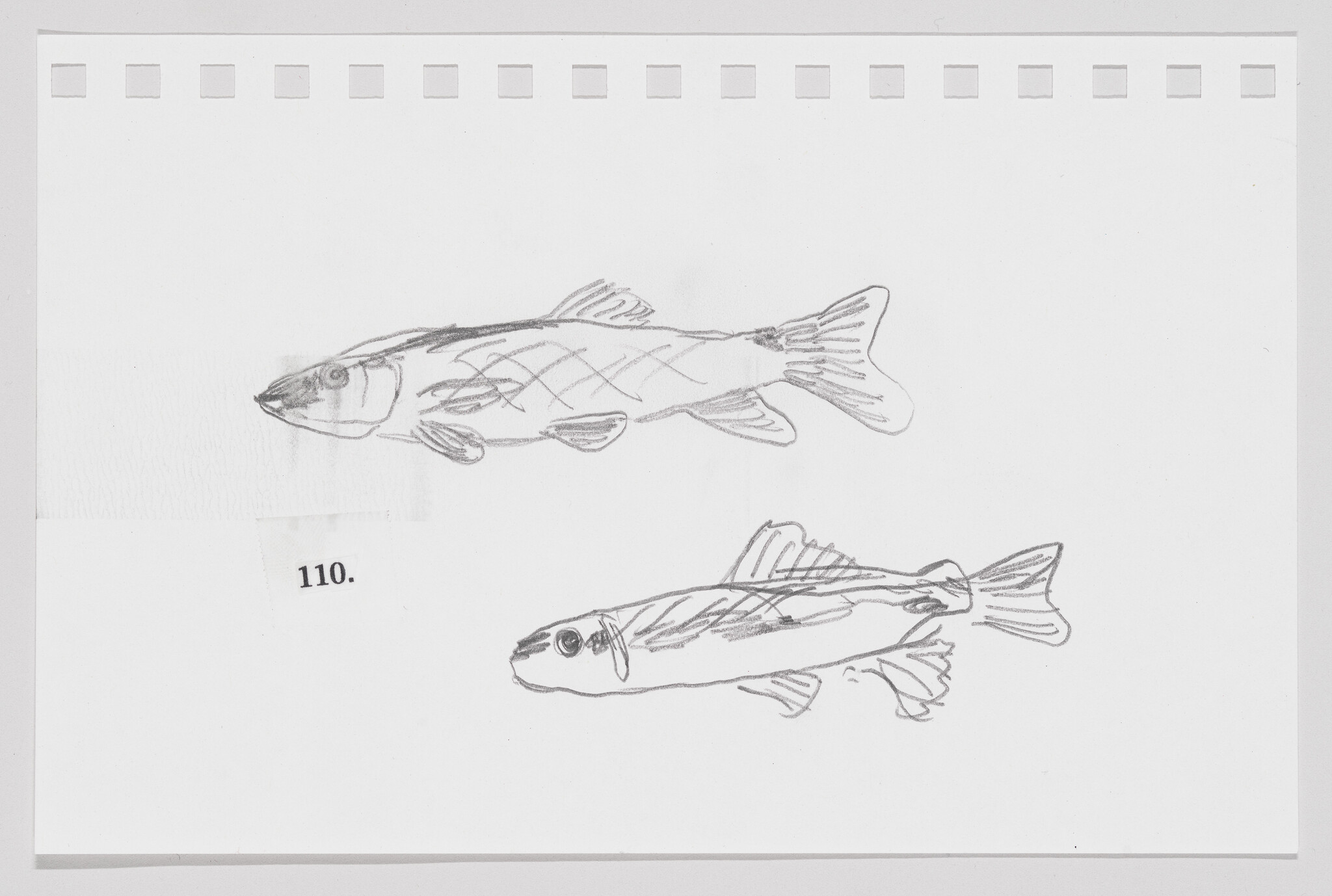 Sketch of two fish on a piece of paper with perforated edges, labeled with the number 110.