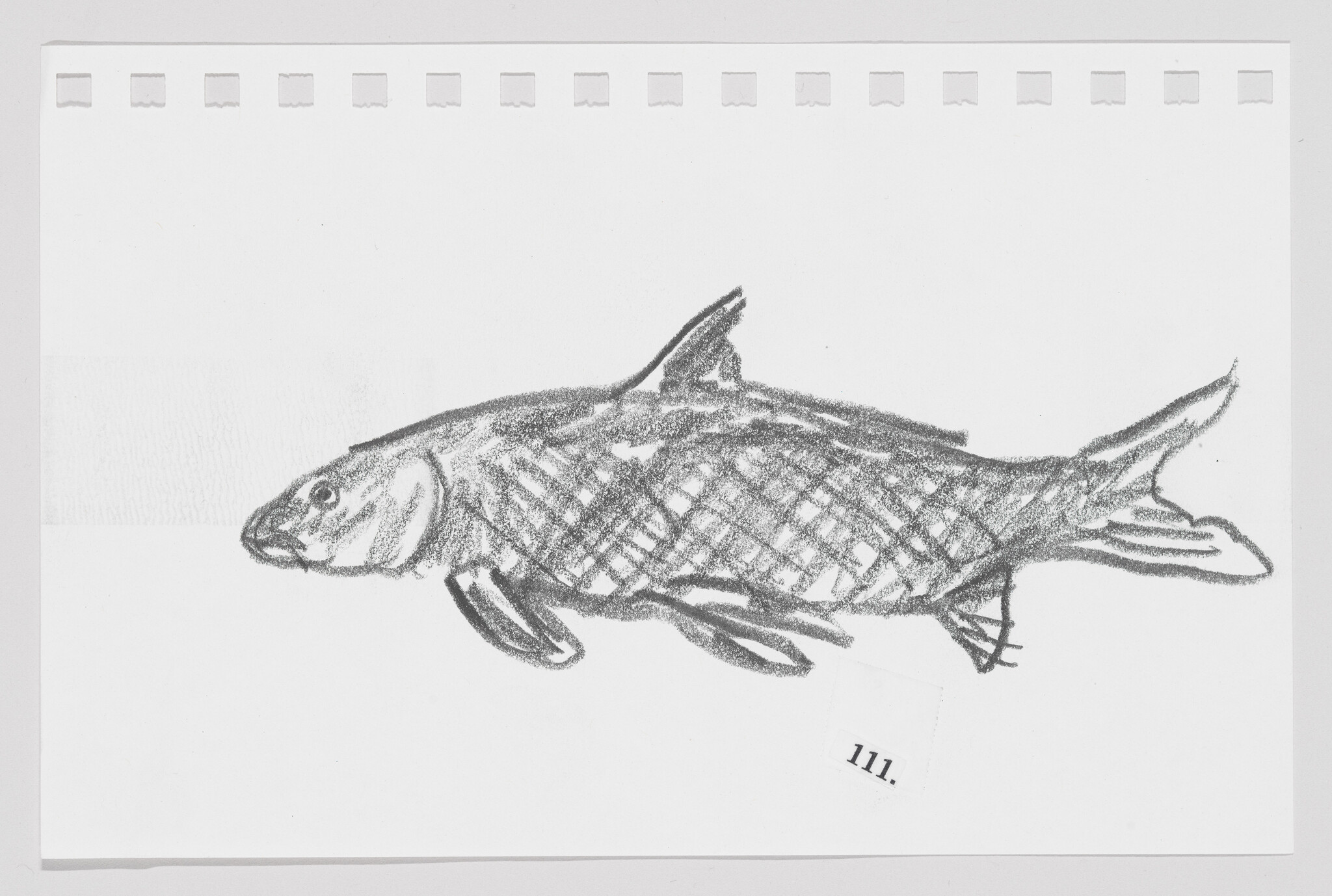 Pencil sketch of a fish on white paper with perforated edges, labeled "11."