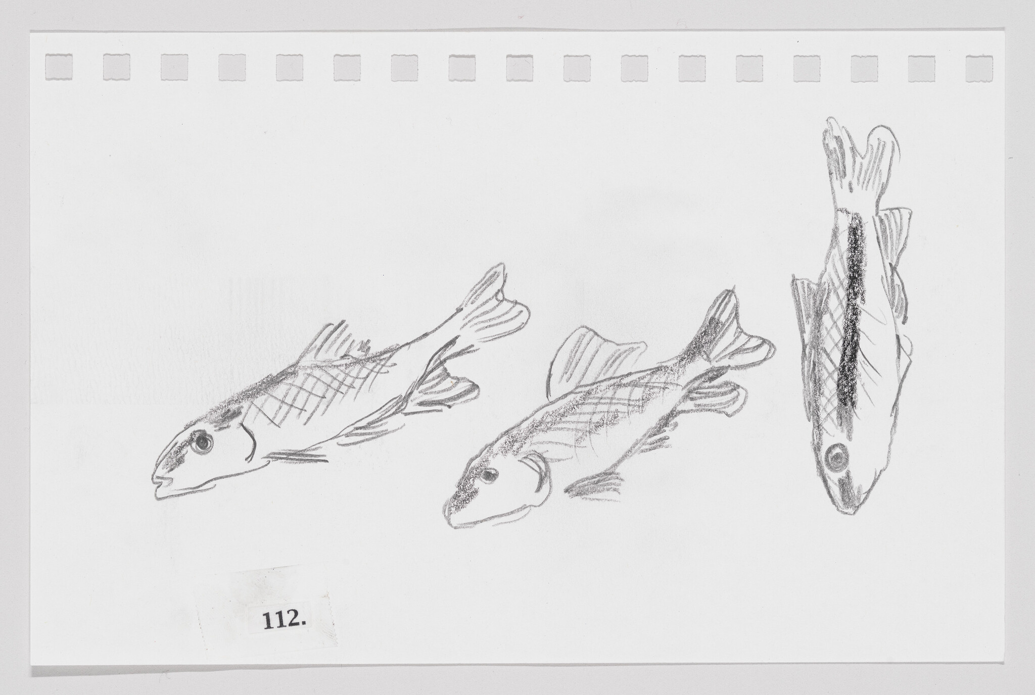 Sketches of three fish on paper, showing various angles and details, with number 112 printed at the bottom left.