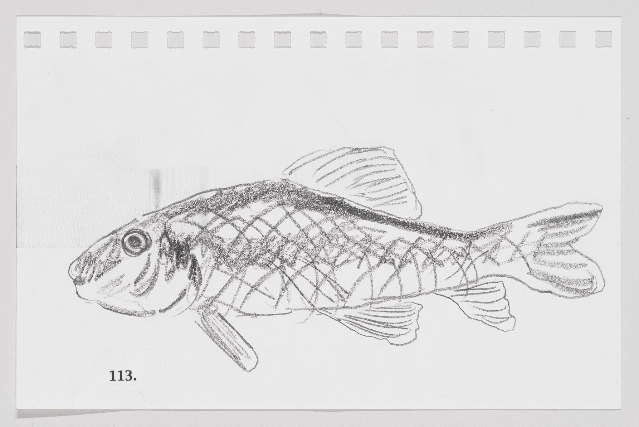 Sketch of a fish on a piece of paper with perforated edges, labeled with the number 113.