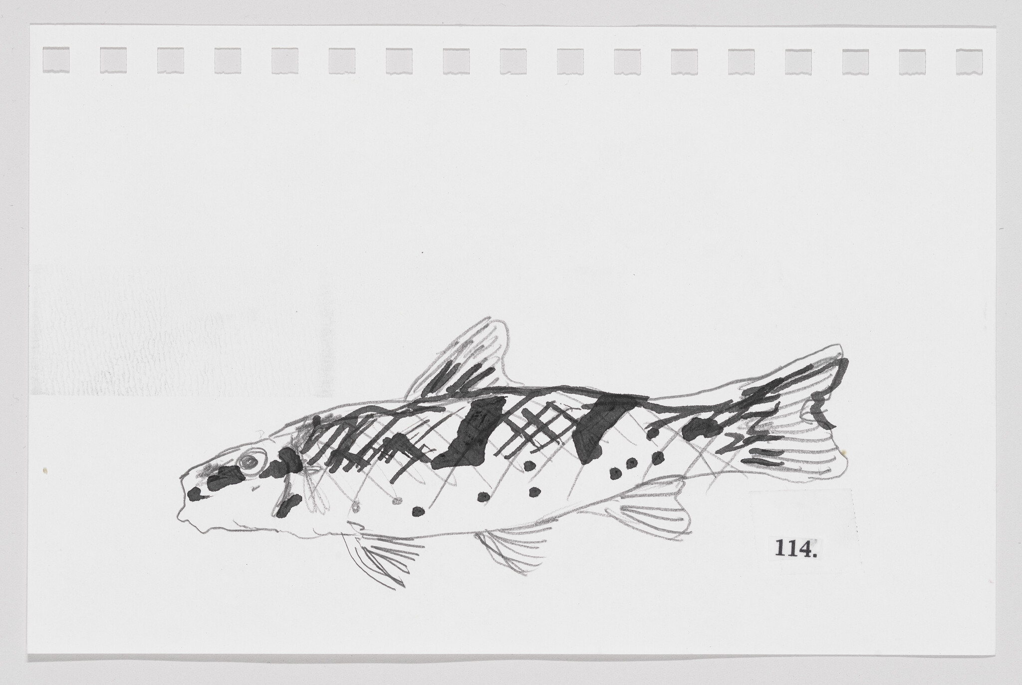 Sketch of a fish with black patterns on a white background, numbered 114.