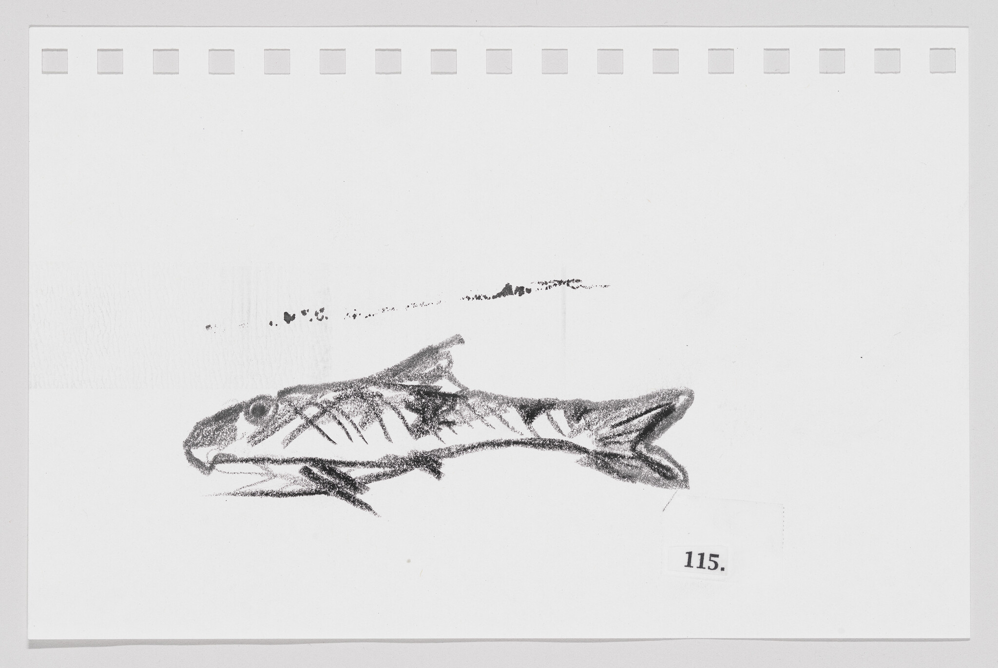 Sketch of a fish on a white background with perforated edges and the number 115.