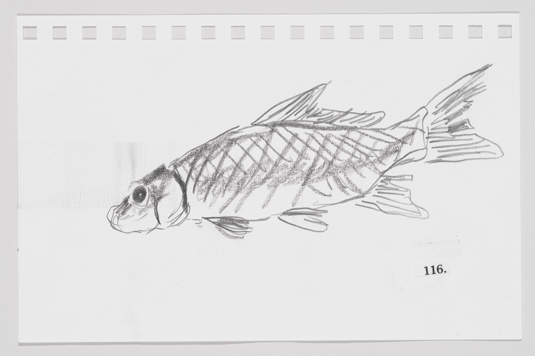 Sketch of a fish with detailed scales and fins on a white background, numbered 116.