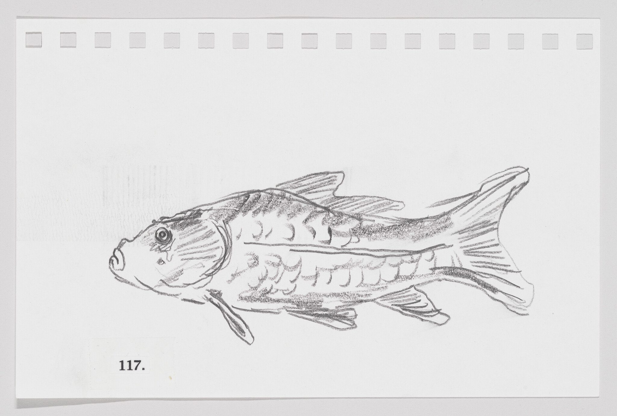 Sketch of a fish on a piece of paper with perforated edges, labeled with the number 117.