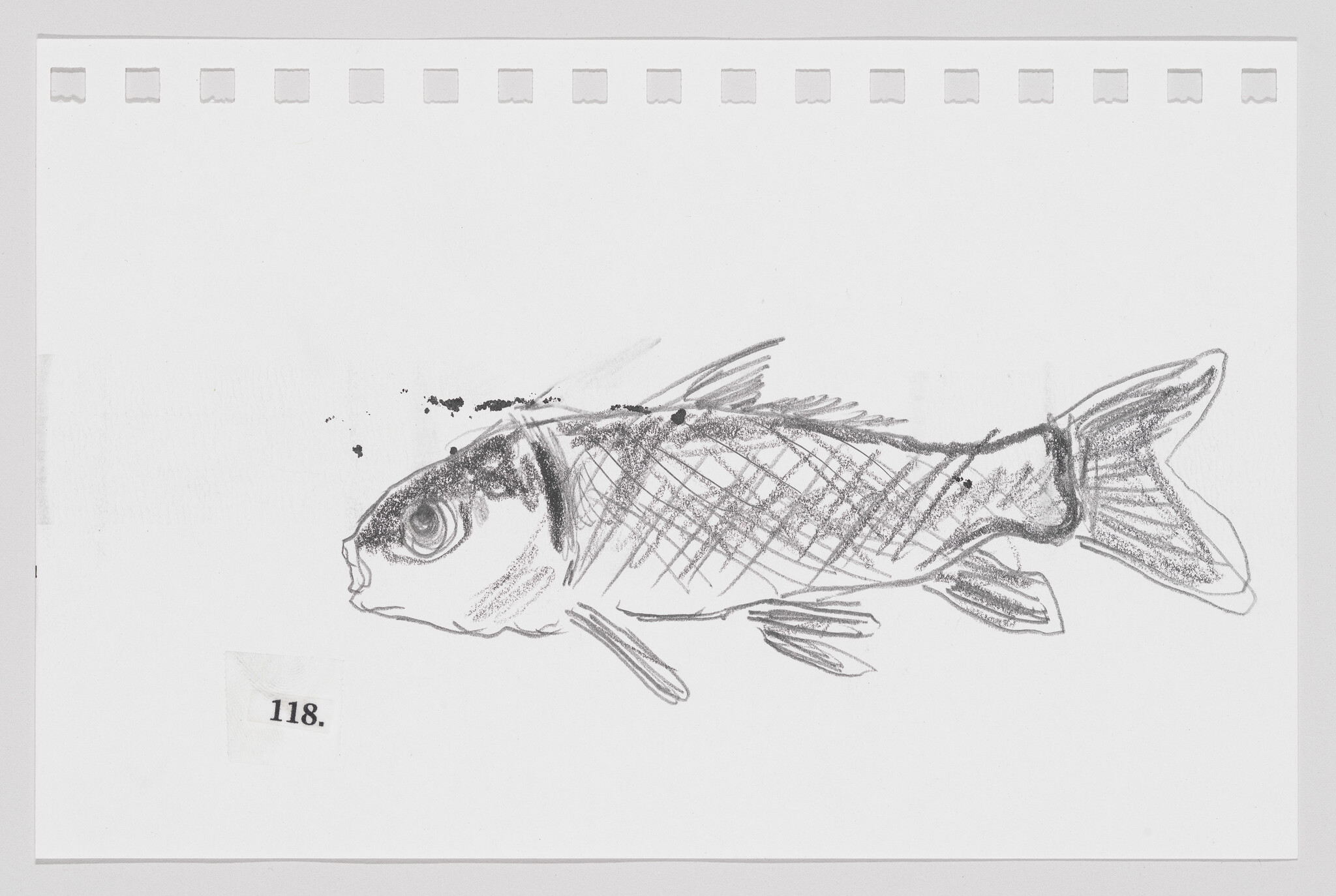 Sketch of a fish on a piece of paper with smudge marks and the number 118.