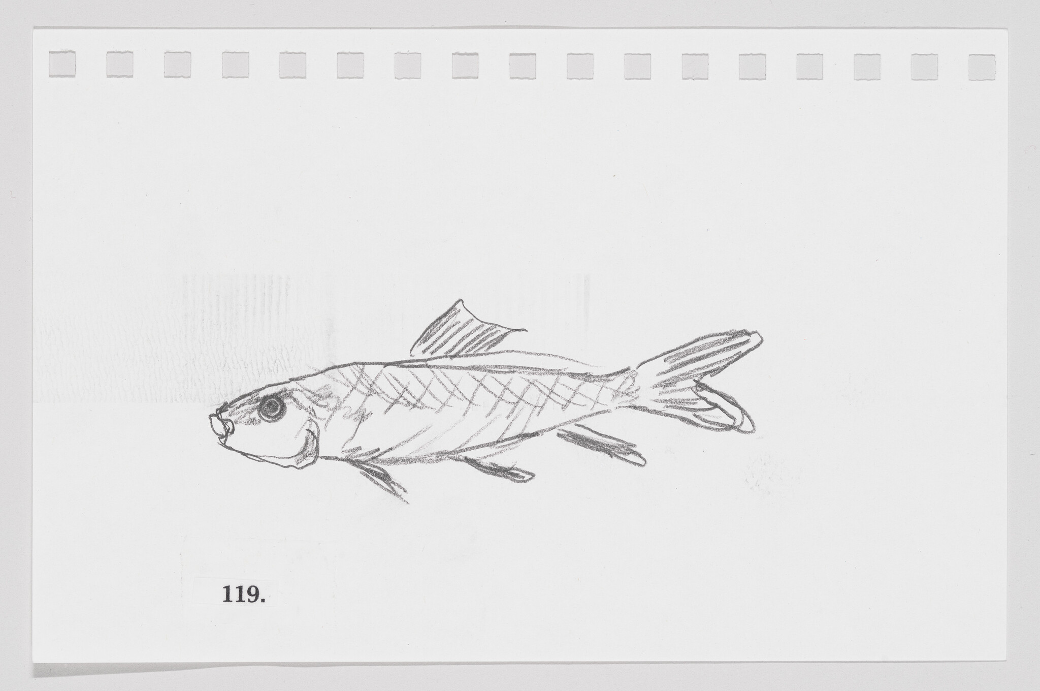 Sketch of a fish on a piece of paper with perforated edges, labeled with the number 119.