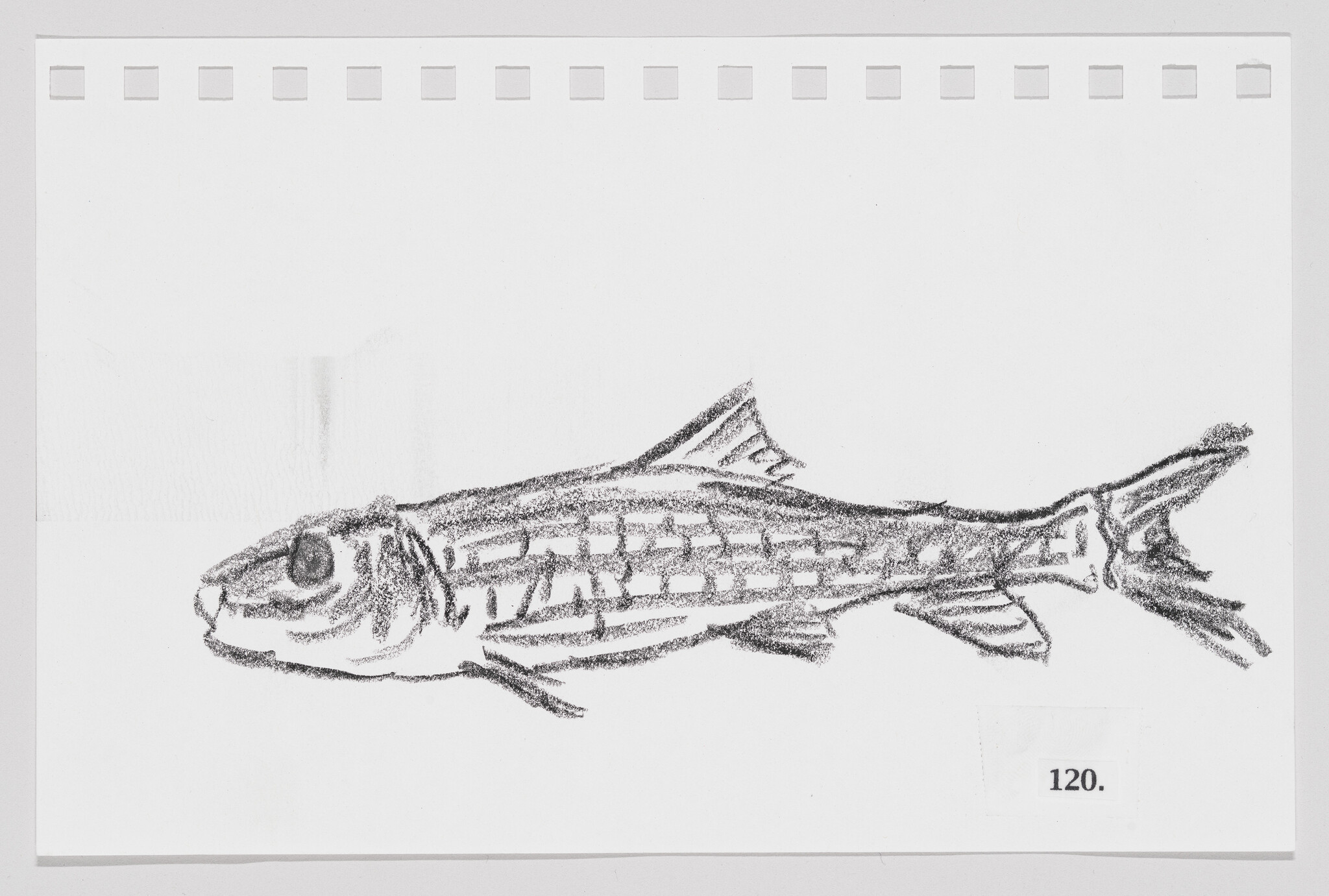 Sketch of a fish on a piece of paper with perforated edges, labeled with the number 120.