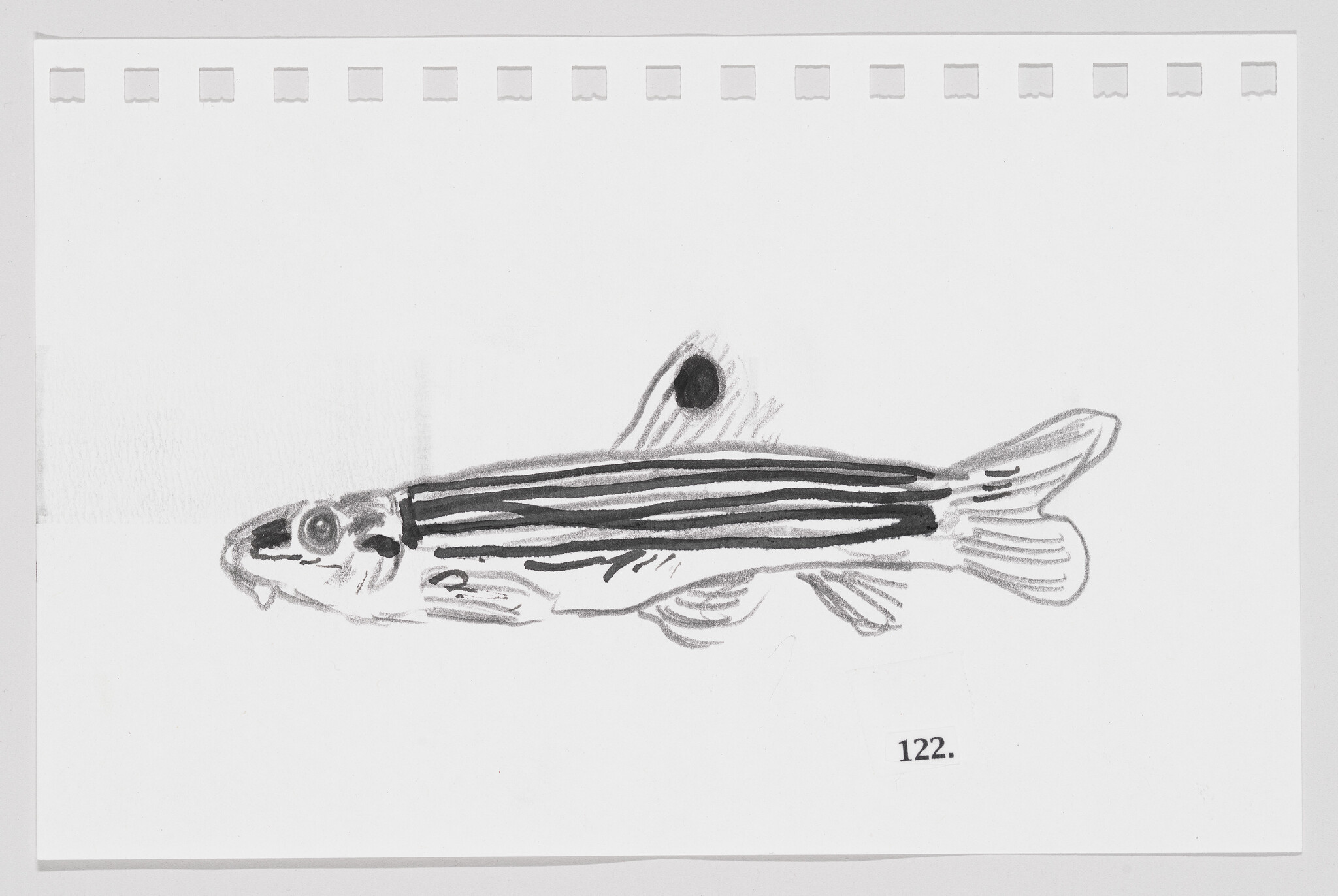 Sketch of a zebrafish on a white background with perforated paper edges, labeled with the number 122.