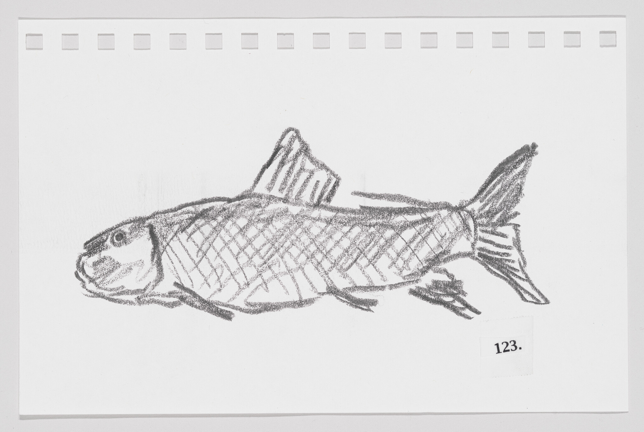 Sketch of a fish on paper with a number "123" label in the corner.