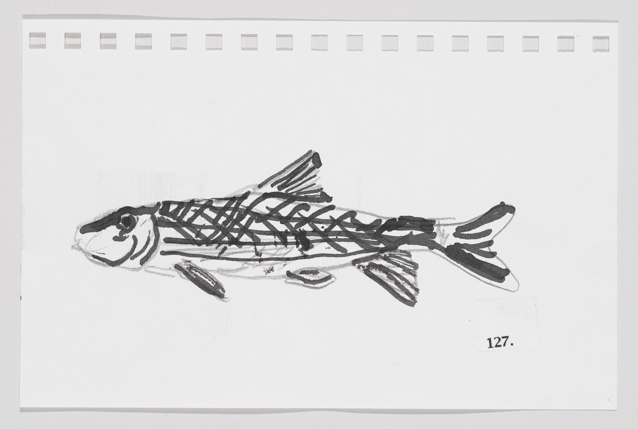 Sketch of a fish with patterned scales on a piece of paper with perforated edges, labeled "127."