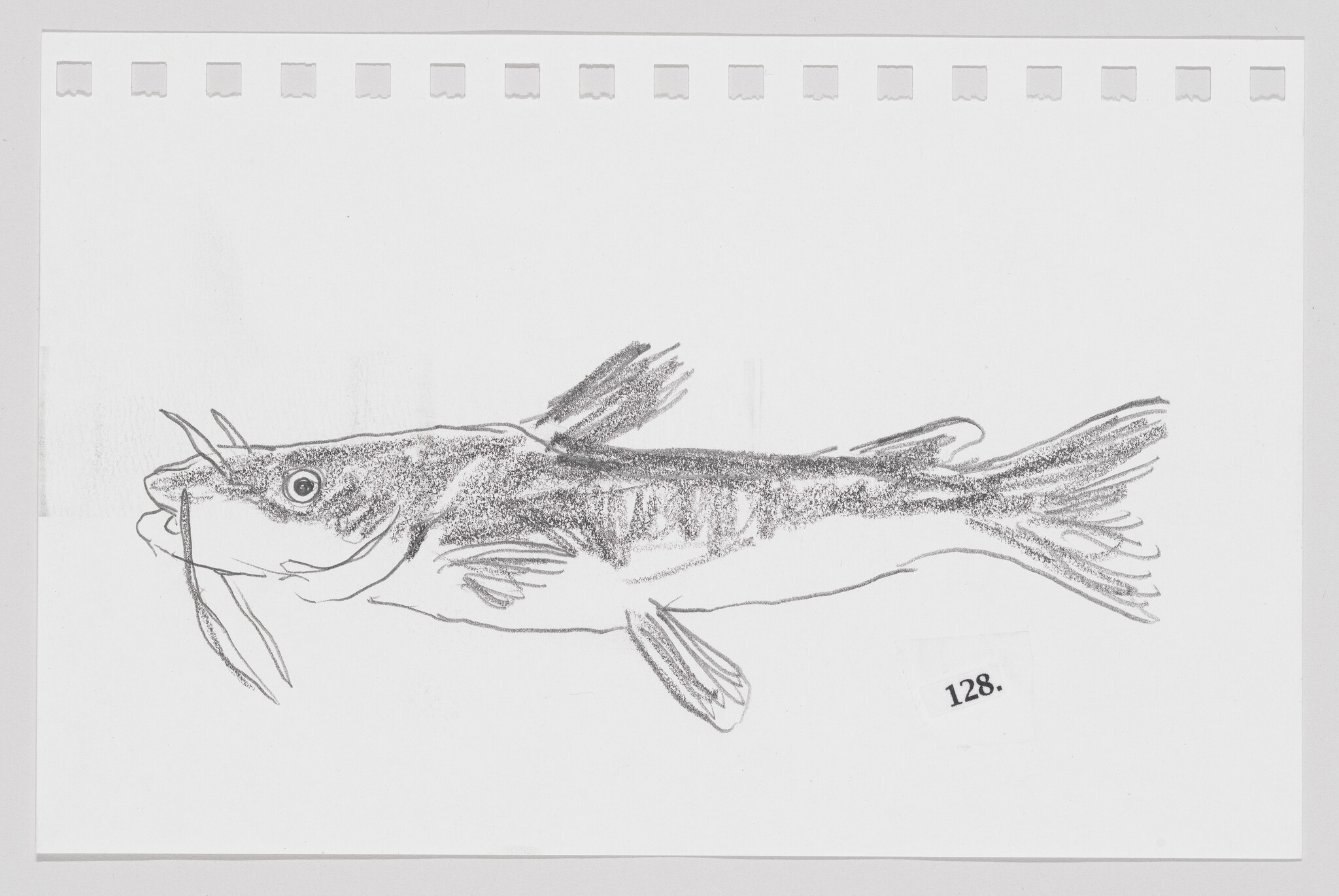 Sketch of a catfish on a white background with perforated paper edges, labeled with the number 128.