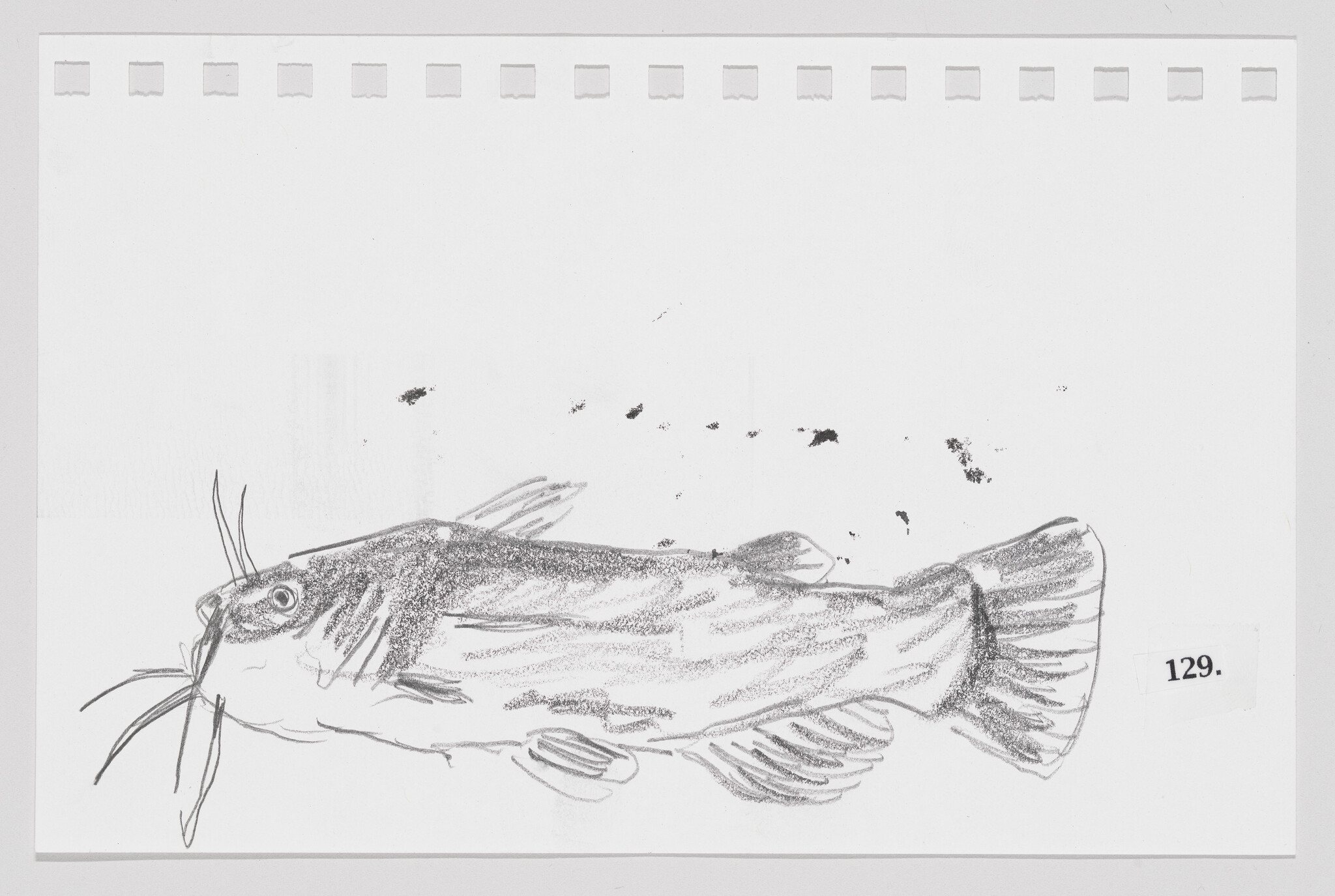 Sketch of a fish with prominent whiskers on a white background, numbered 129.