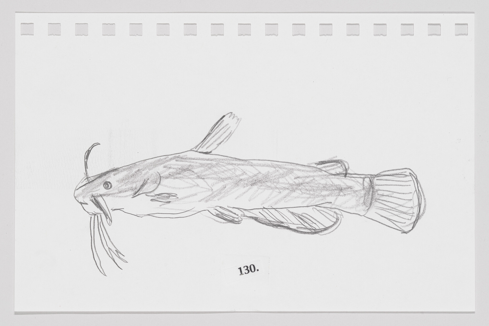 Sketch of a catfish on a piece of paper with perforated edges, labeled with the number 130.