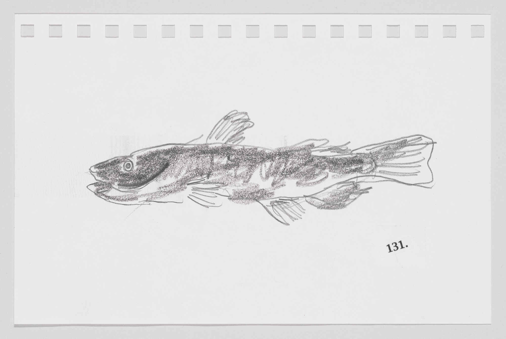 Sketch of a fish on a white background with perforations along the top edge, resembling a page from a notebook.