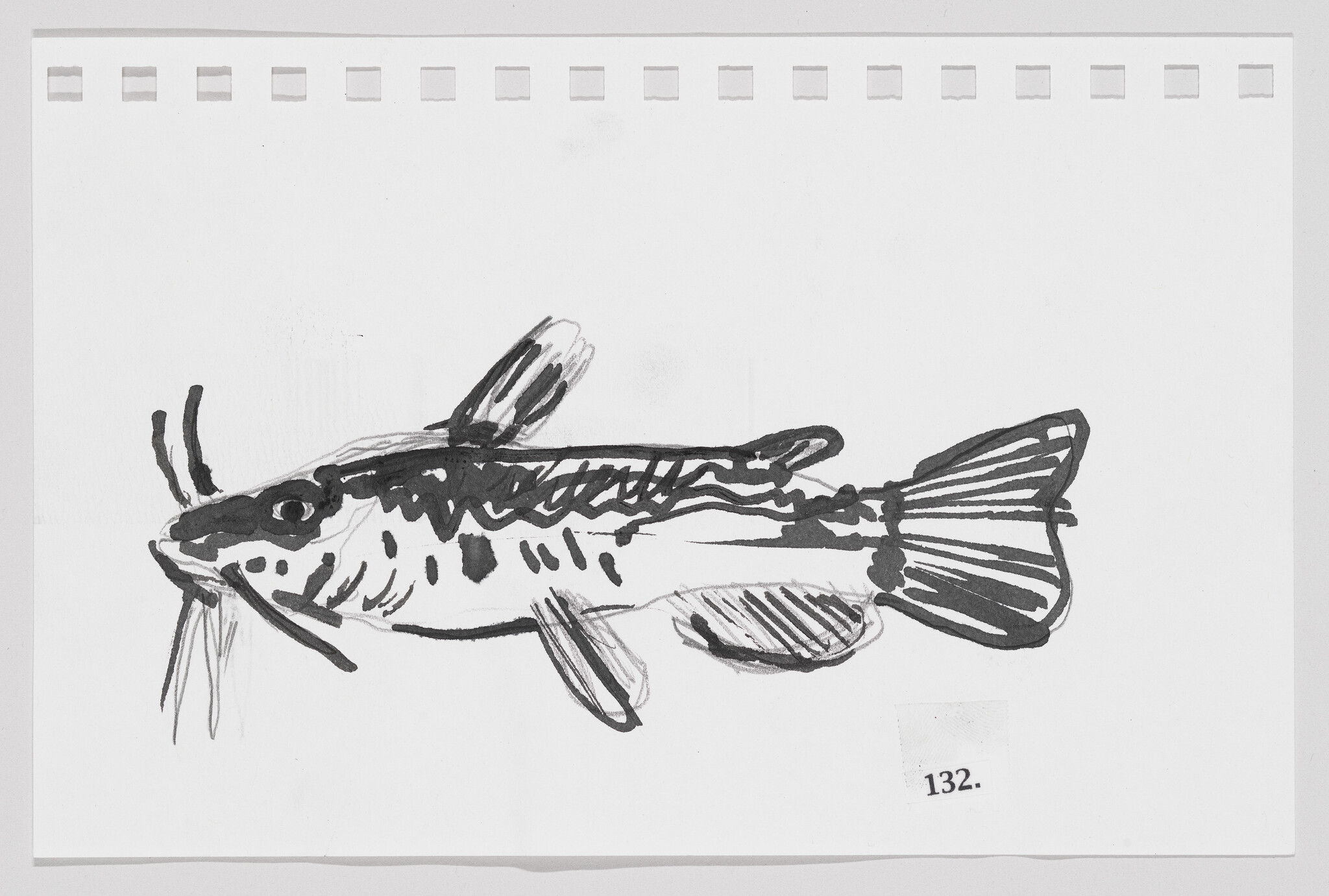 Sketch of a fish with prominent fins and whiskers on a white background, numbered 132.