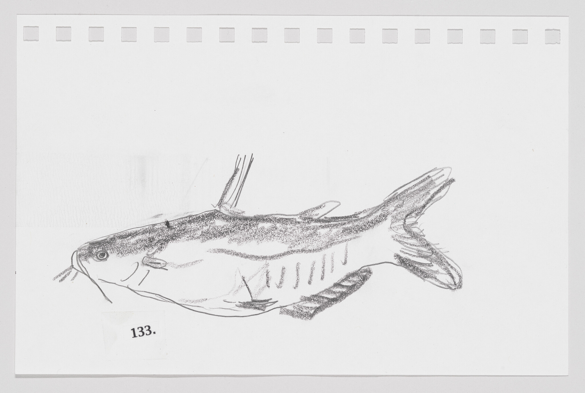 Sketch of a fish on a white background with perforated paper edges, numbered 133.
