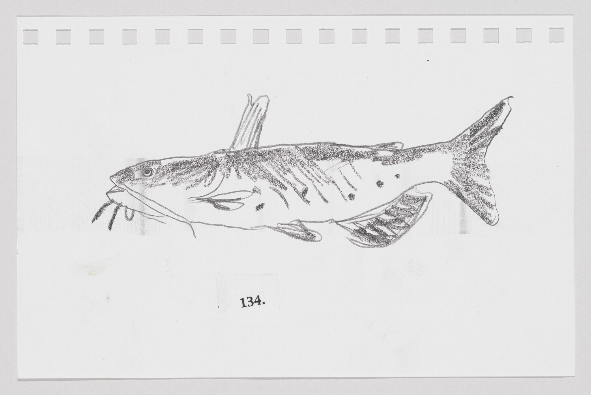 Pencil sketch of a catfish on a piece of paper, numbered 134.