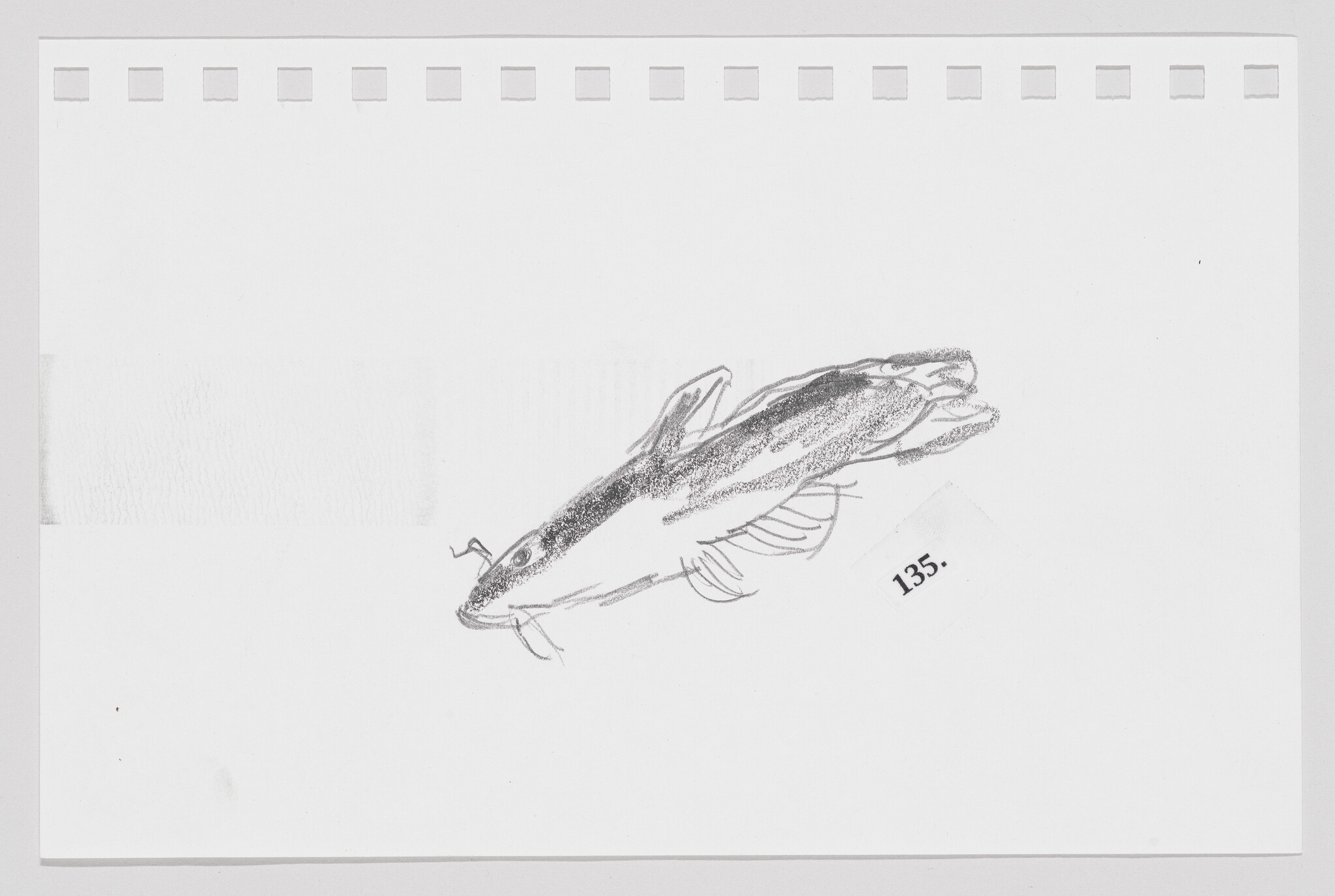 Pencil sketch of a whale on perforated paper, with a visible price tag marked "135-".