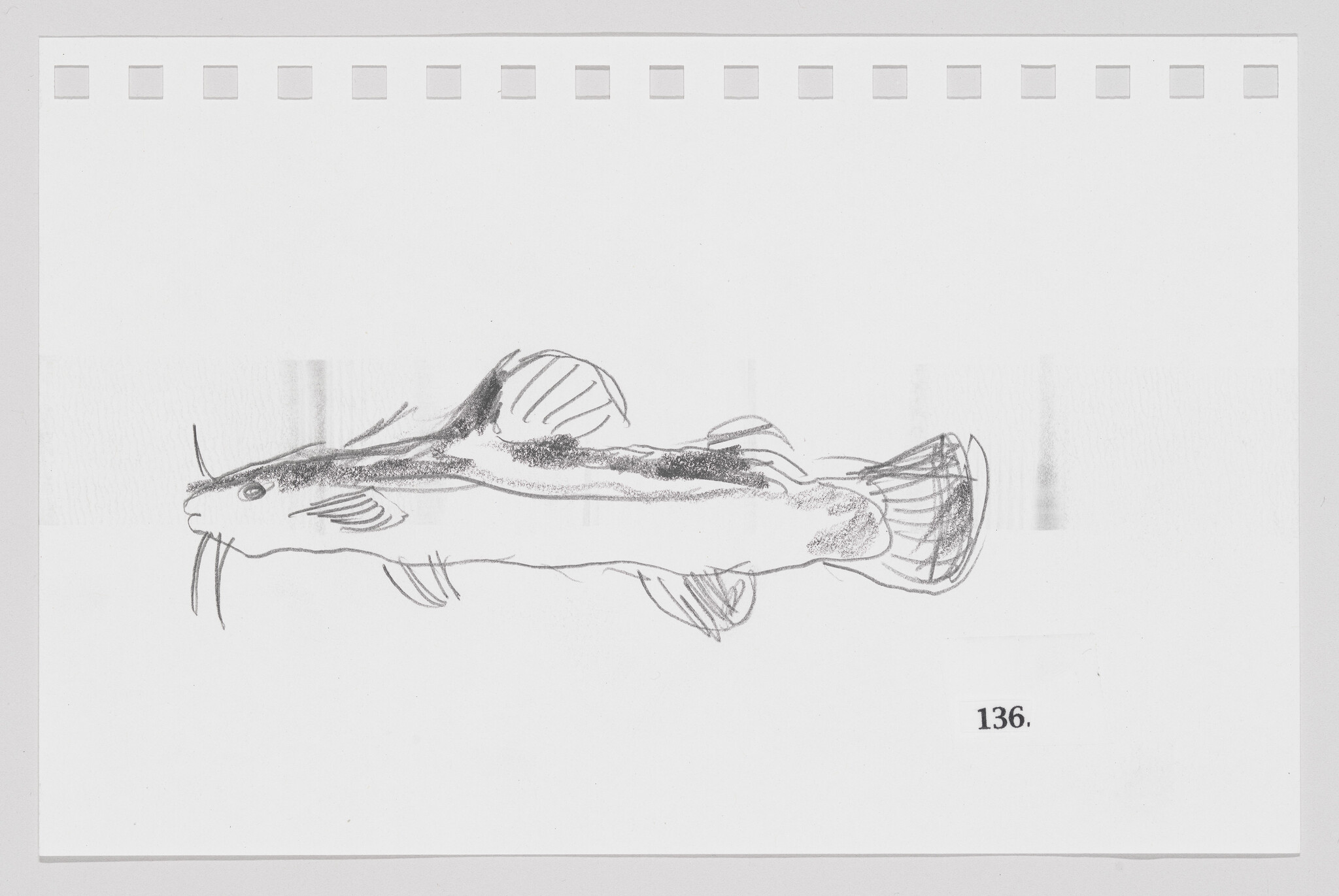 Sketch of a catfish on a white background with perforated paper edges, labeled with the number 136.