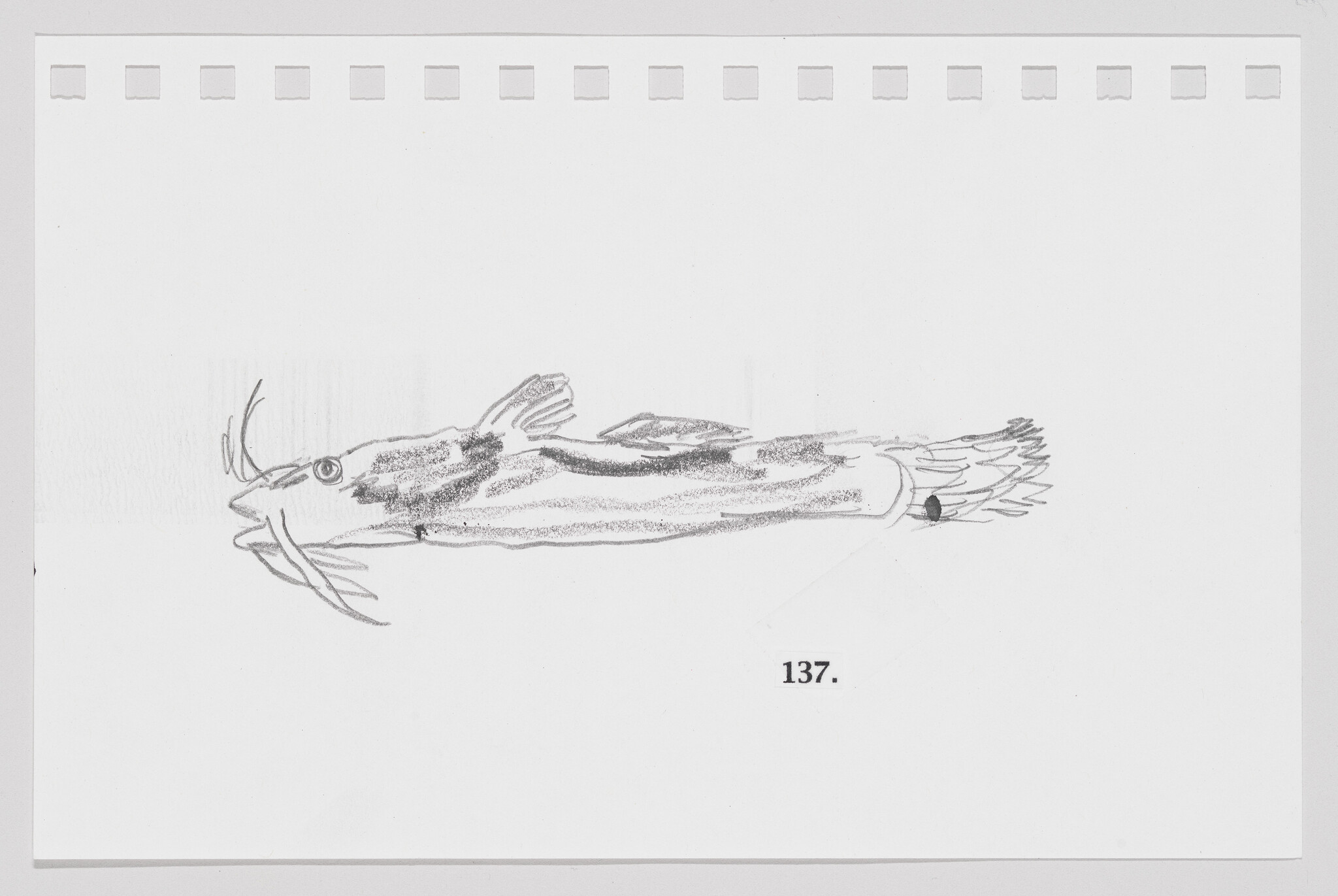 Sketch of a fish with prominent fins and whisker-like barbels, numbered 137, on a white background with perforated edges.
