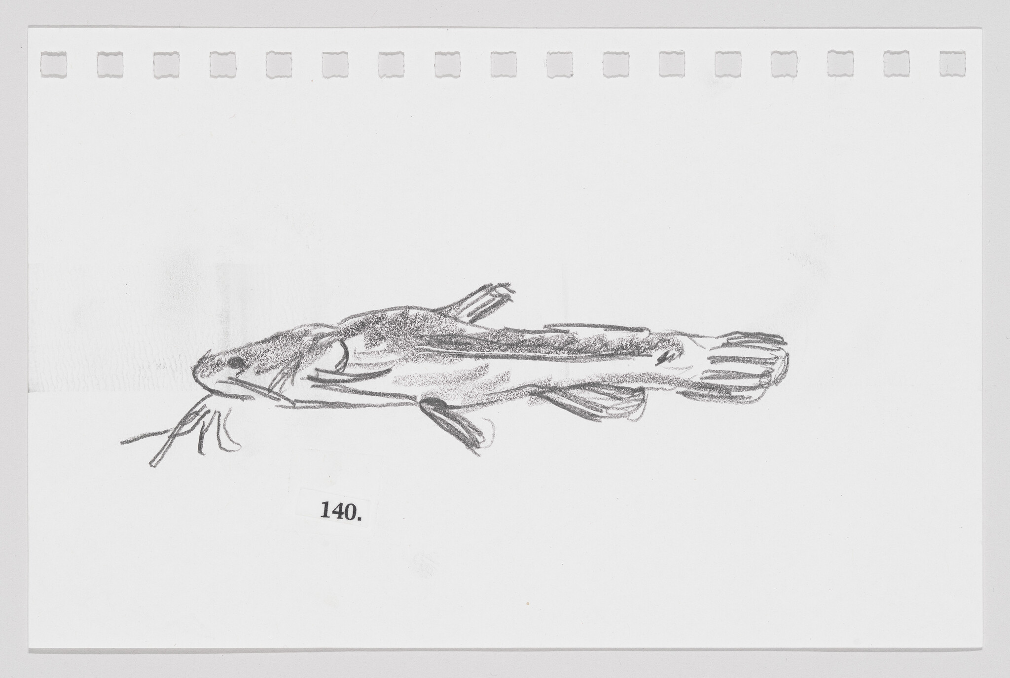 Sketch of a catfish on a white background with perforated paper edges, labeled with the number 140.