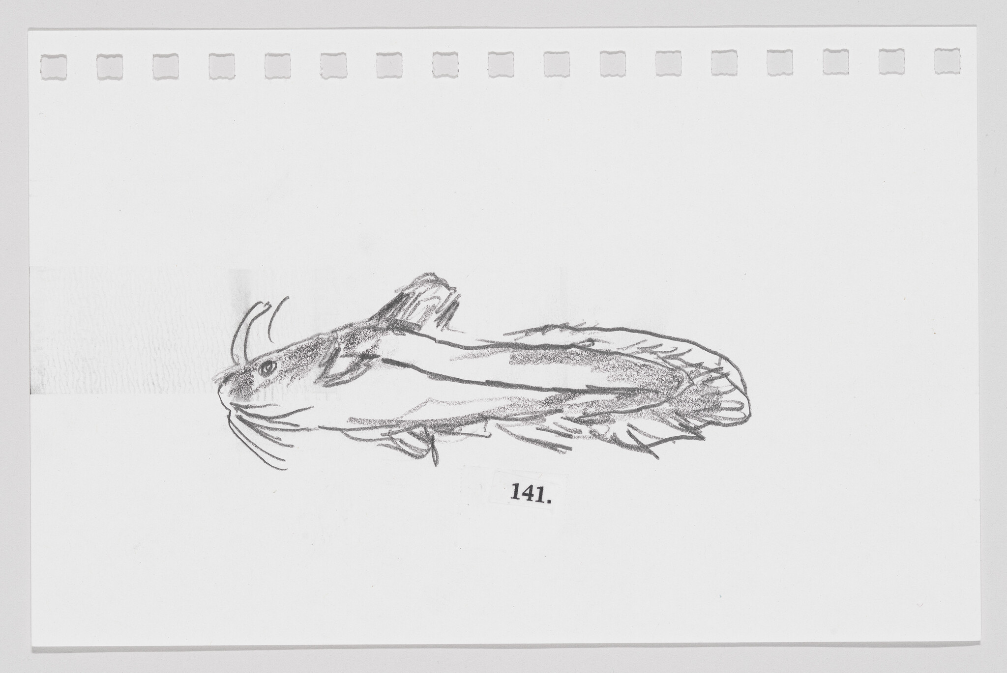 Sketch of a fish on a white background with the number 141.
