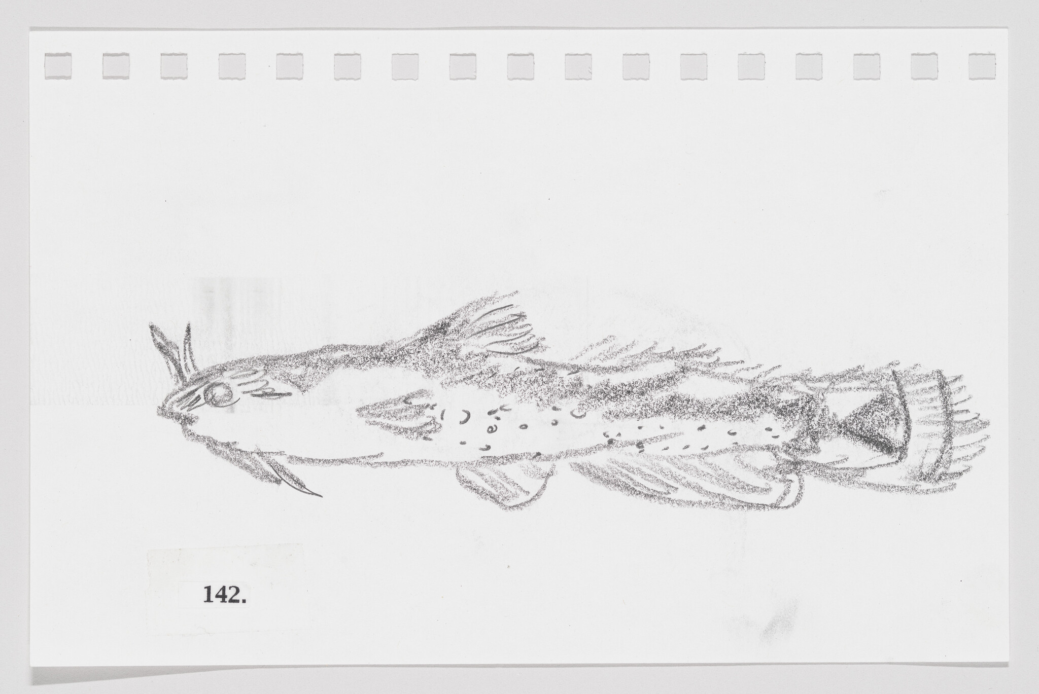 Sketch of a fish on a piece of paper with perforated edges, labeled with the number 142.