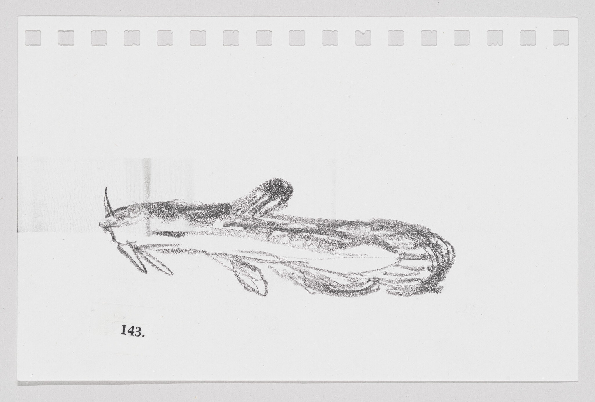 Sketch of a grasshopper on a white background with perforated paper edges and the number 143.