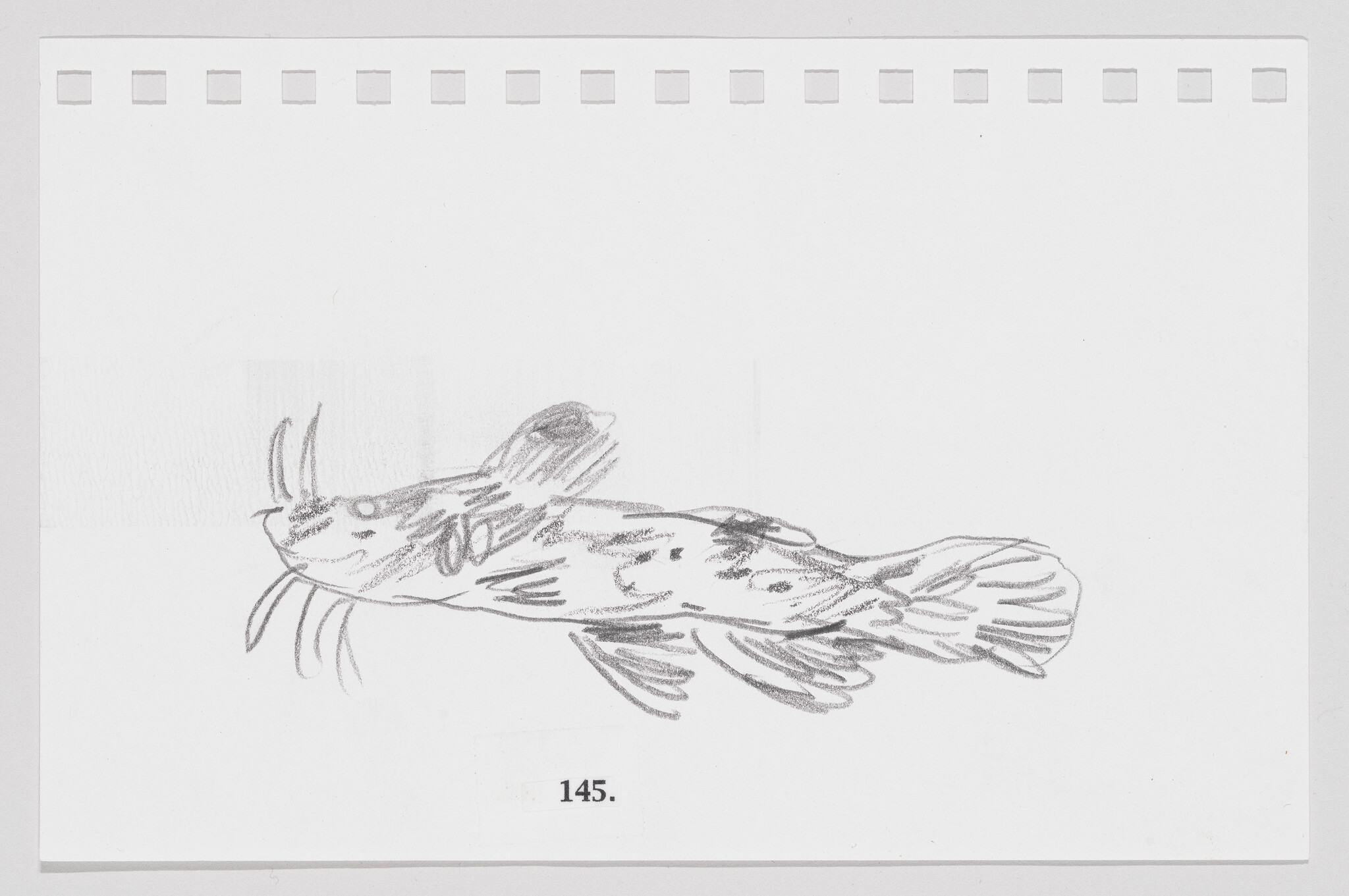 Pencil sketch of a fish on a piece of paper with perforated edges, labeled with the number 145.