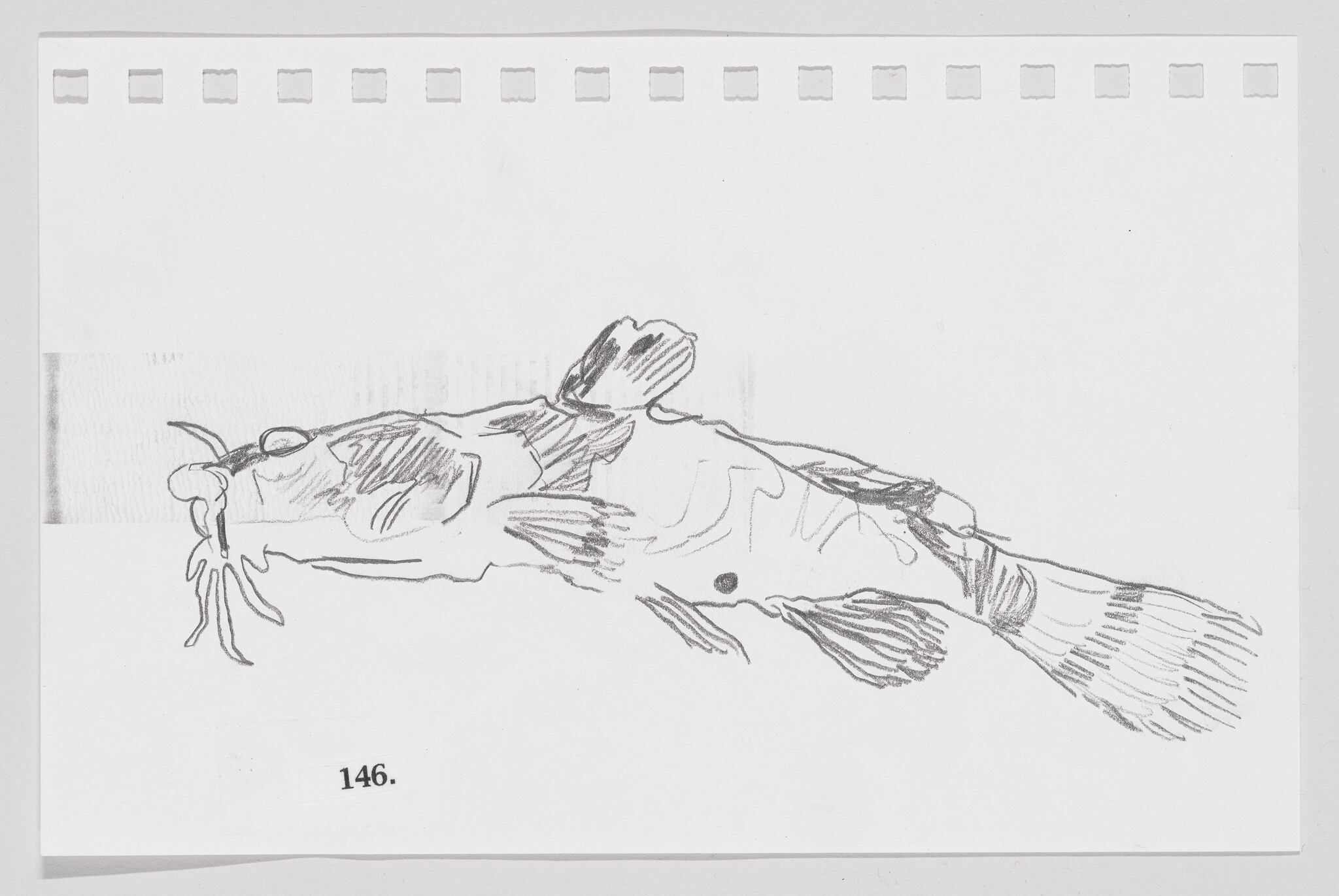Sketch of a fish on a piece of paper, numbered 146.