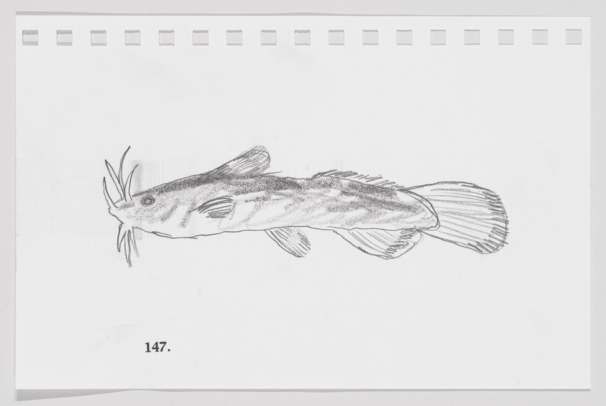 Sketch of a catfish on a perforated sheet of paper, labeled with the number 147.