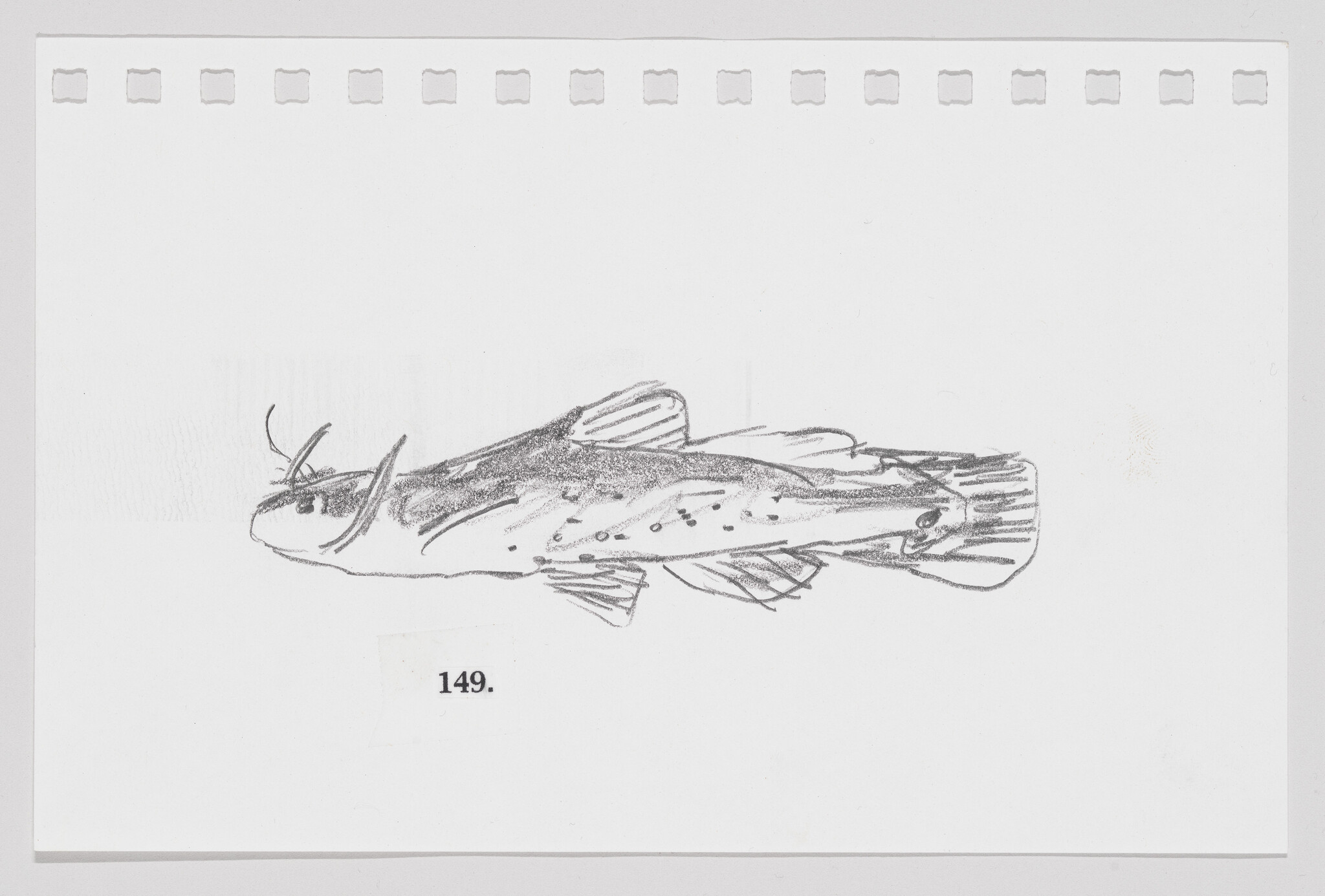 Sketch of a fish on a piece of paper with perforated edges, labeled with the number 149.