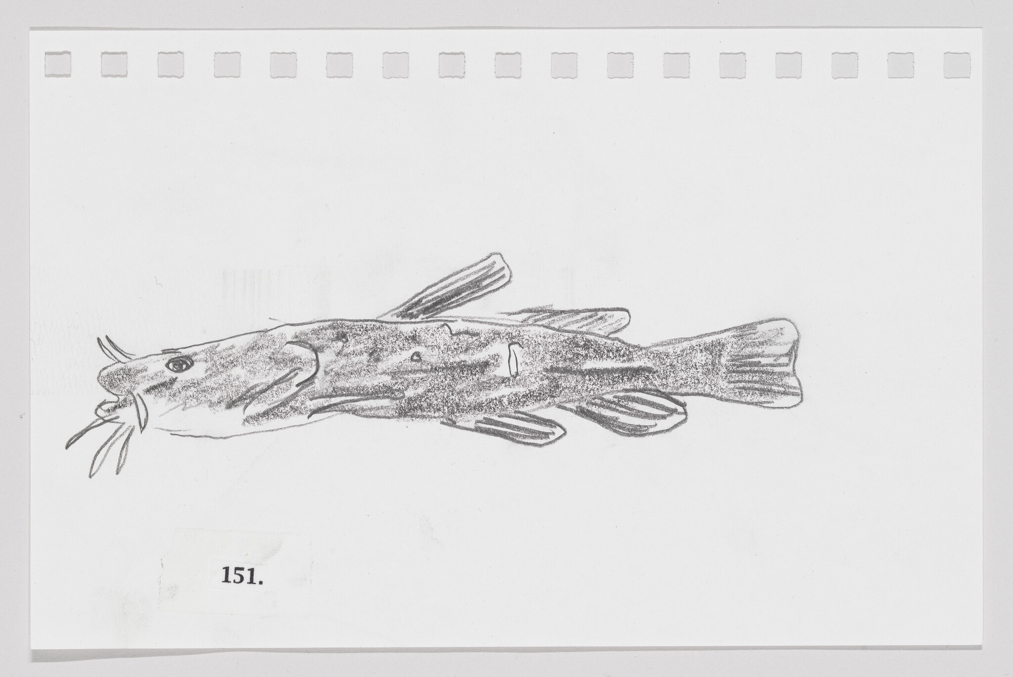 Sketch of a fish with prominent whisker-like barbels on a piece of paper with perforated edges, labeled "151."