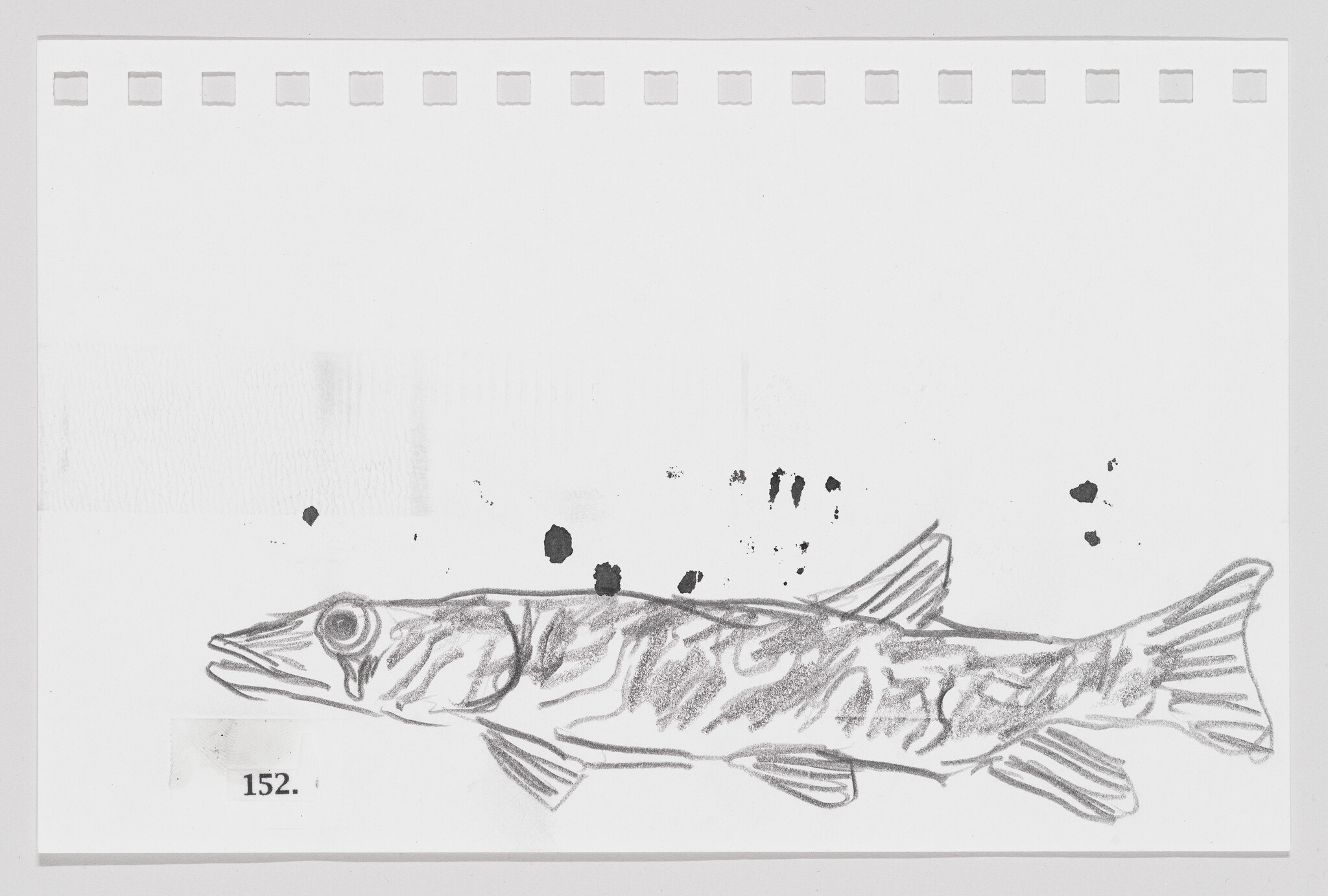 Sketch of a fish on a piece of paper with smudge marks and the number 152.