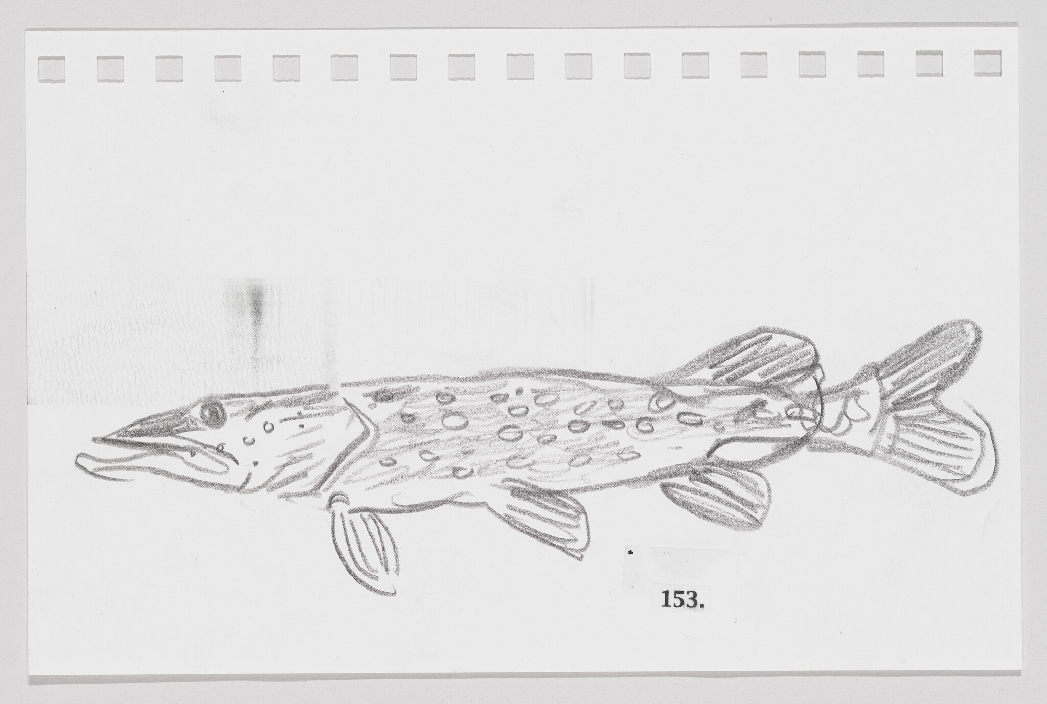 Pencil sketch of a fish on a piece of paper with perforated edges, numbered 153.