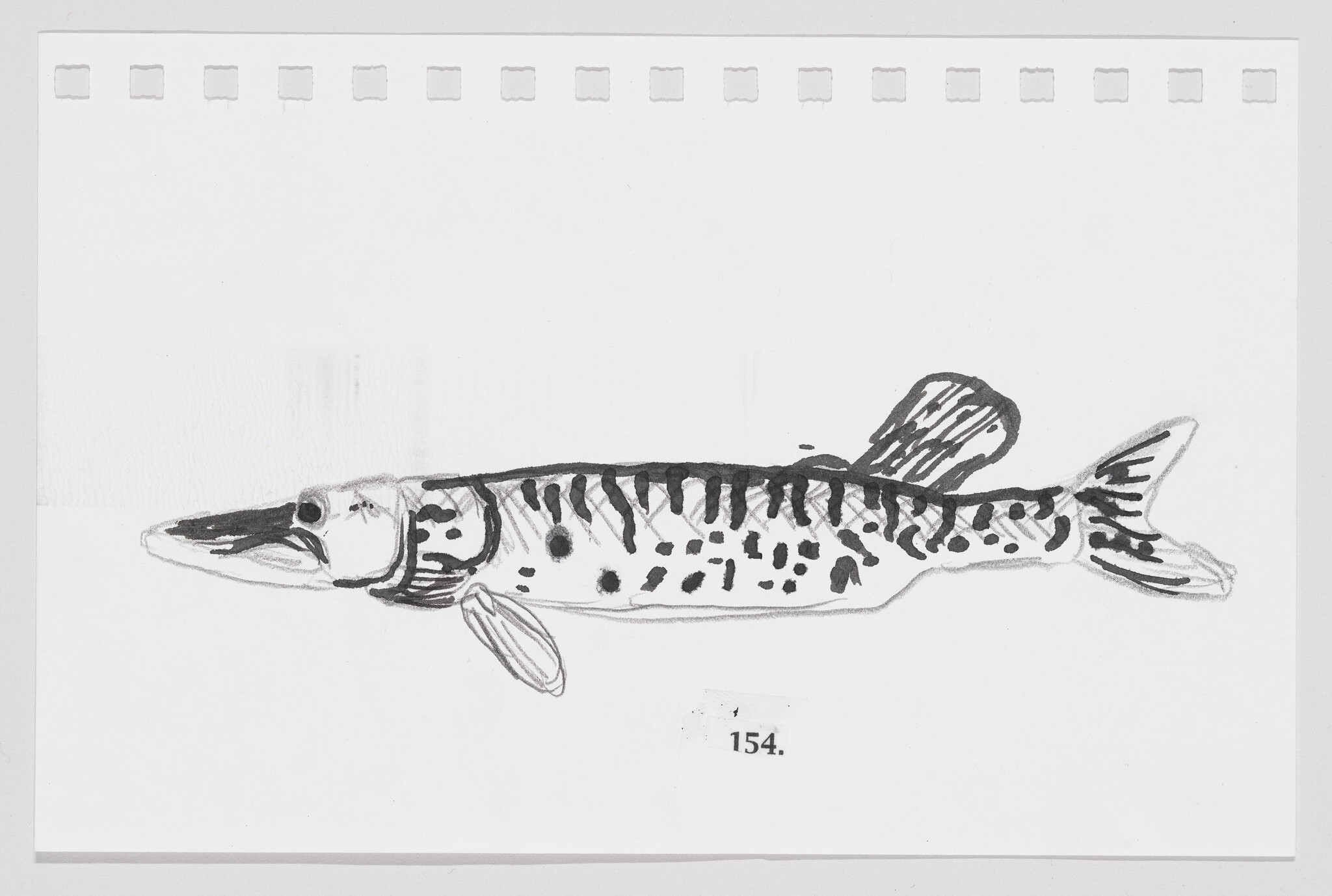 Sketch of a fish with detailed patterns on a white background, numbered 154.
