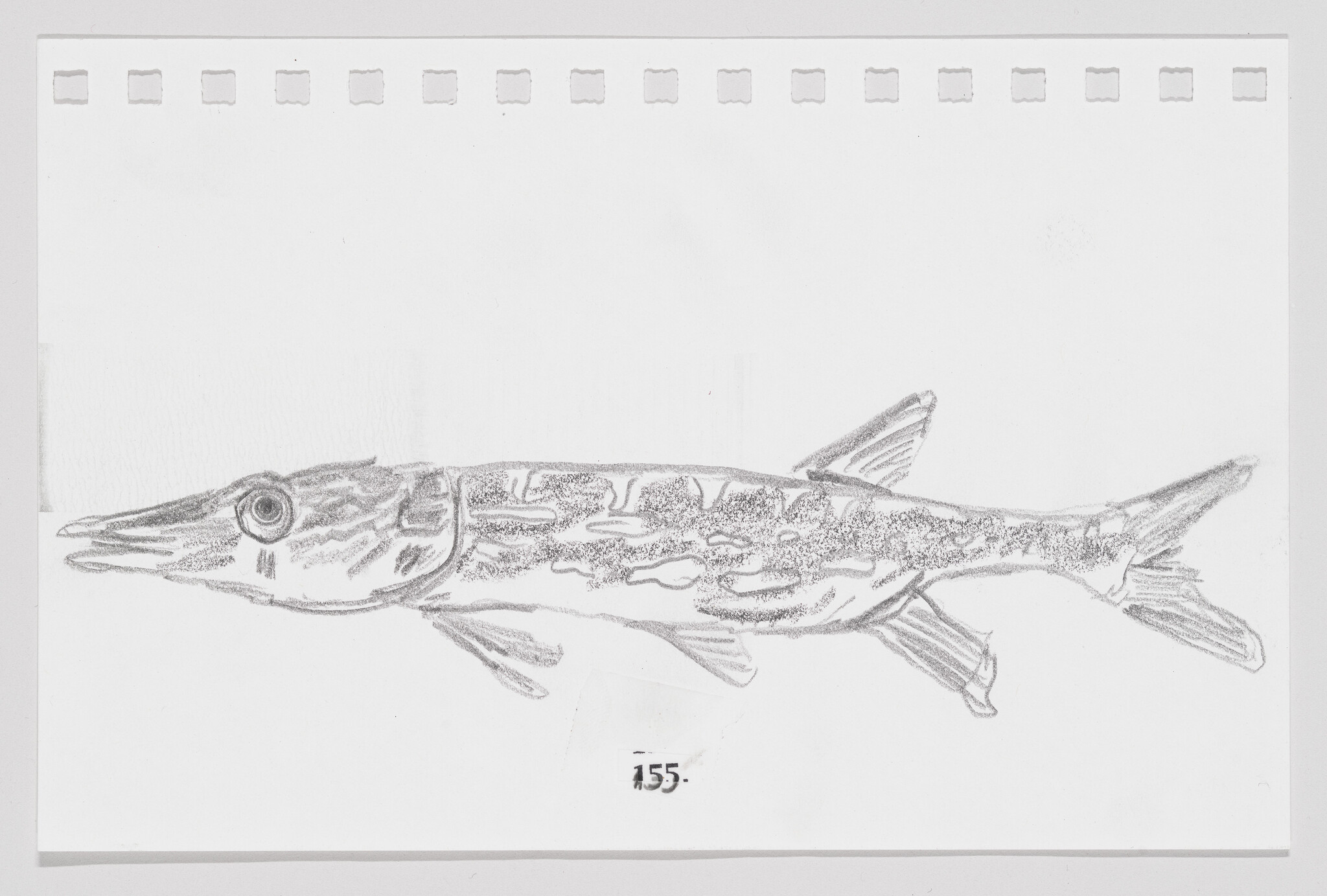 Pencil sketch of a fish on perforated paper, with detailed fins and scales, numbered 155.