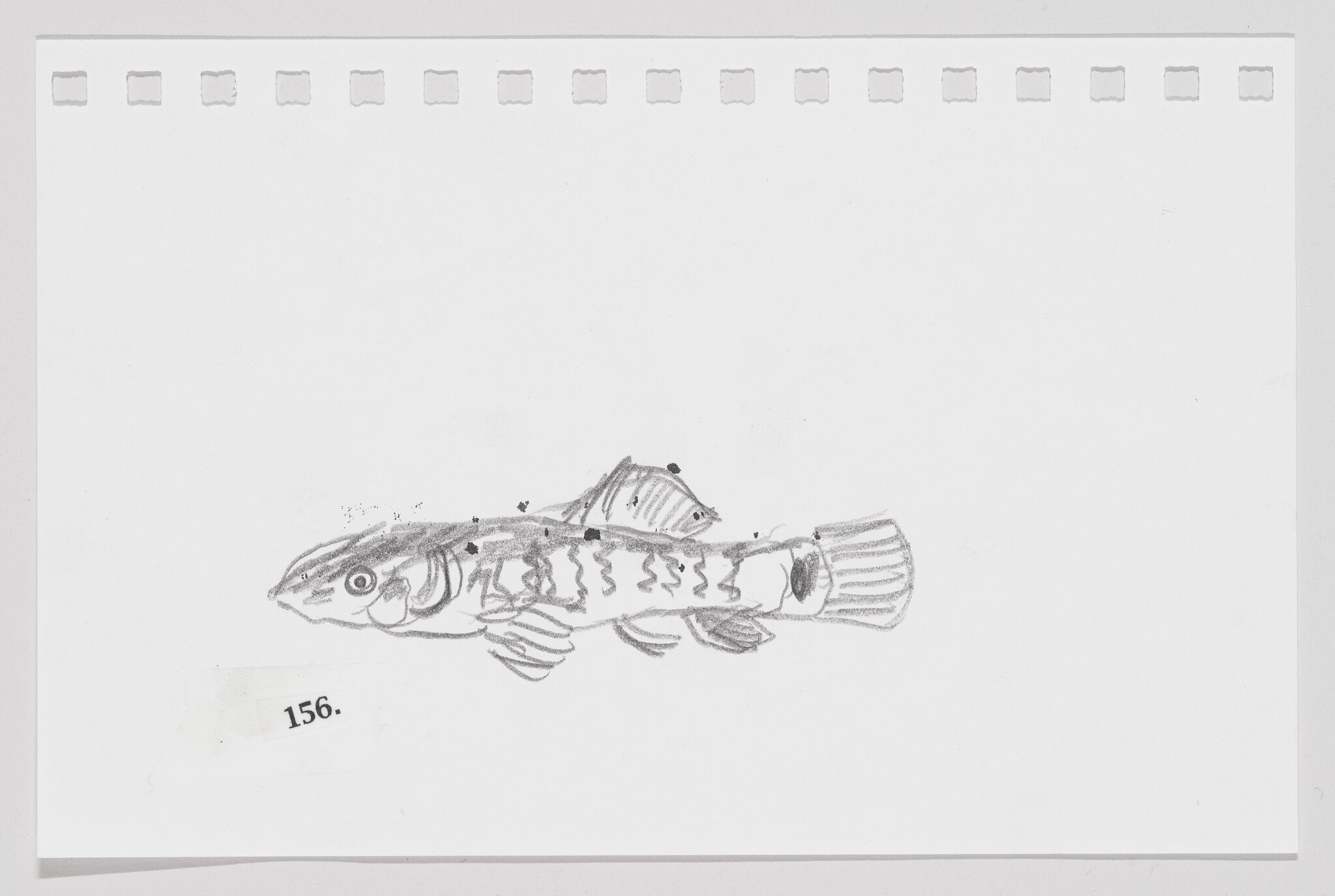 Pencil sketch of a fish on a piece of paper with perforated edges, labeled with the number 156.