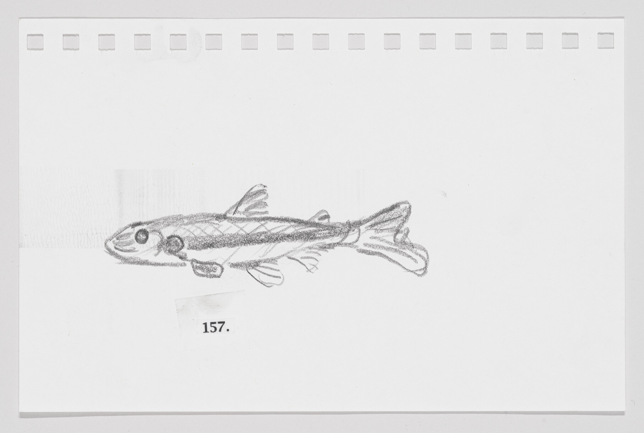 Pencil sketch of a fish on a piece of paper with perforated edges, labeled with the number 157.