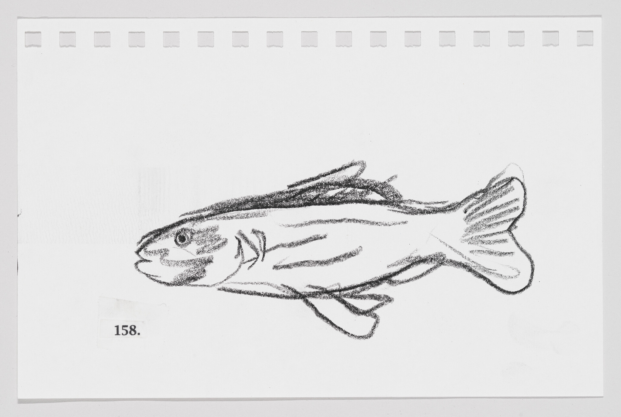 Sketch of a fish on a piece of paper with perforated edges, labeled with the number 158.