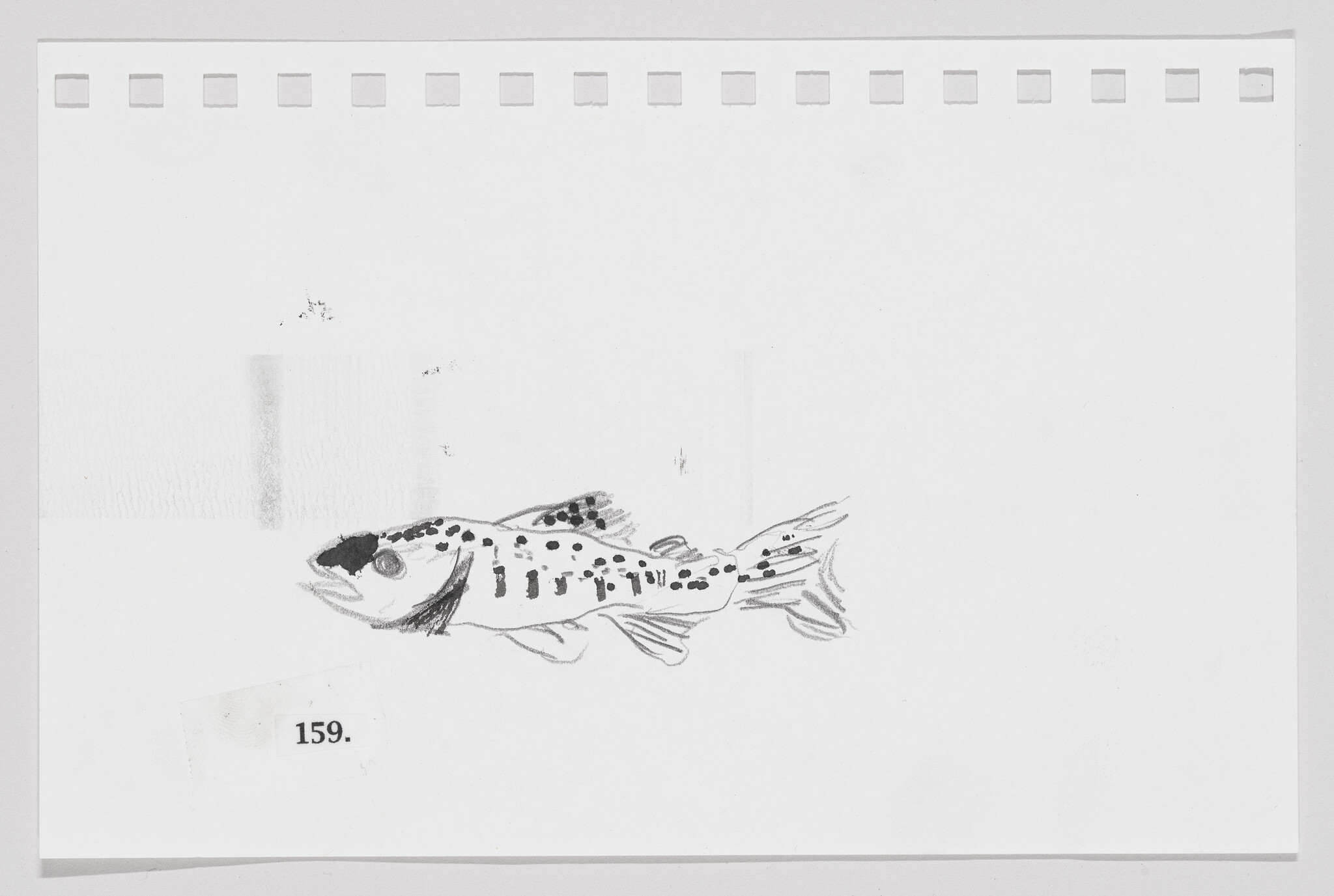 Sketch of a spotted fish on a piece of paper with perforated edges, numbered 159.