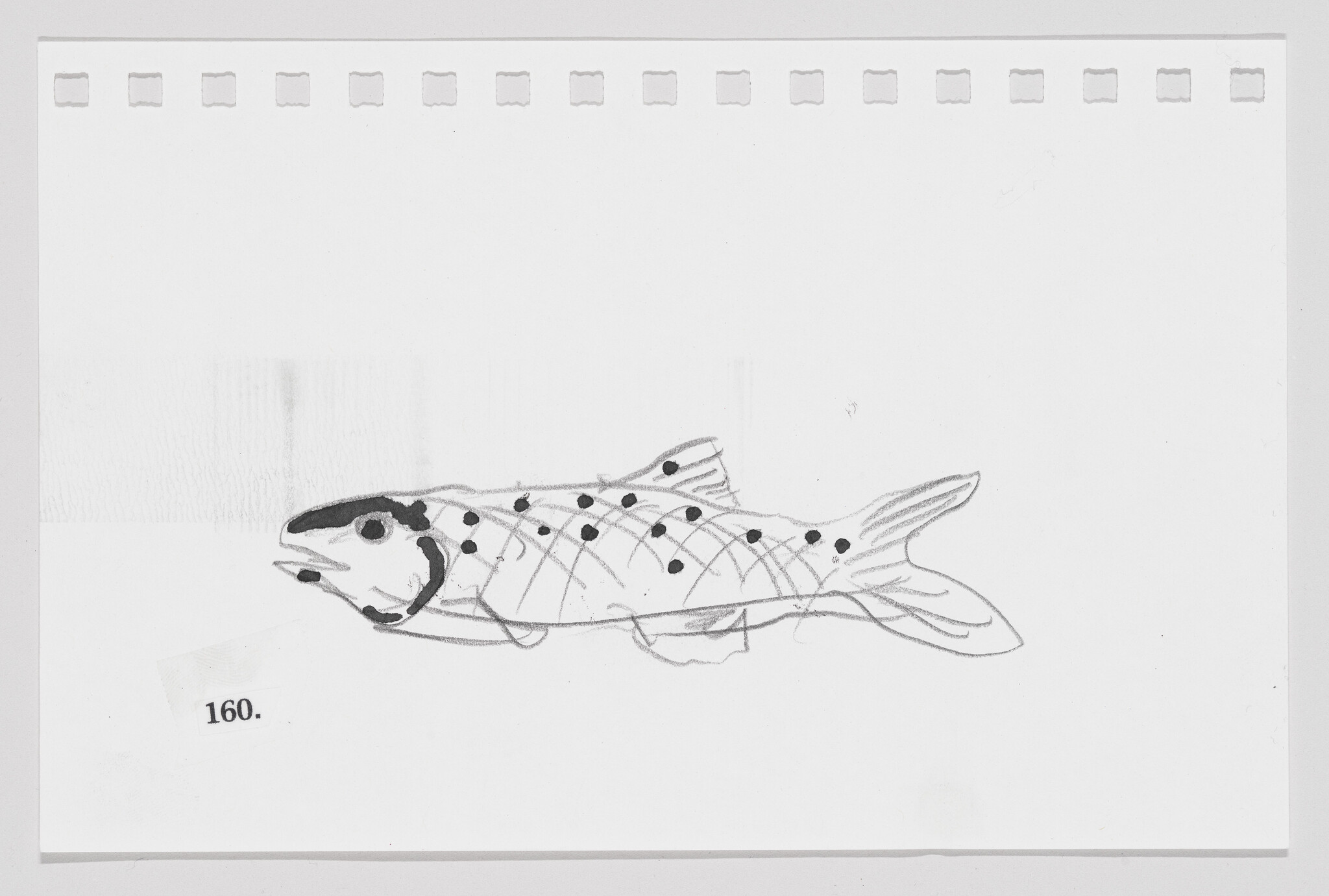 Sketch of a fish with dotted lines and numbers, resembling a dissection guide, on a white background with a number 160.